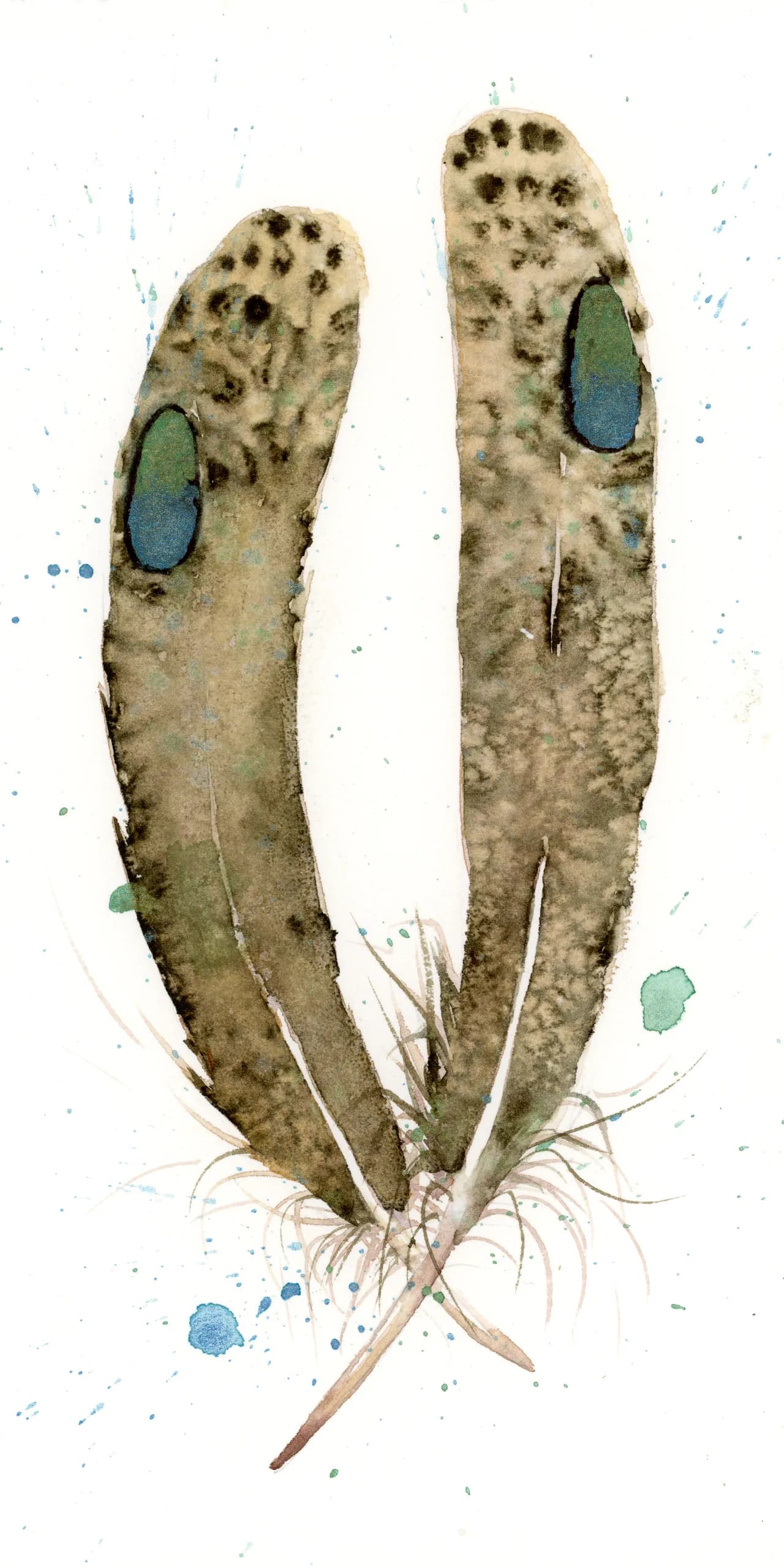 Peacock Pheasant — watercolor by Shayna Larsen