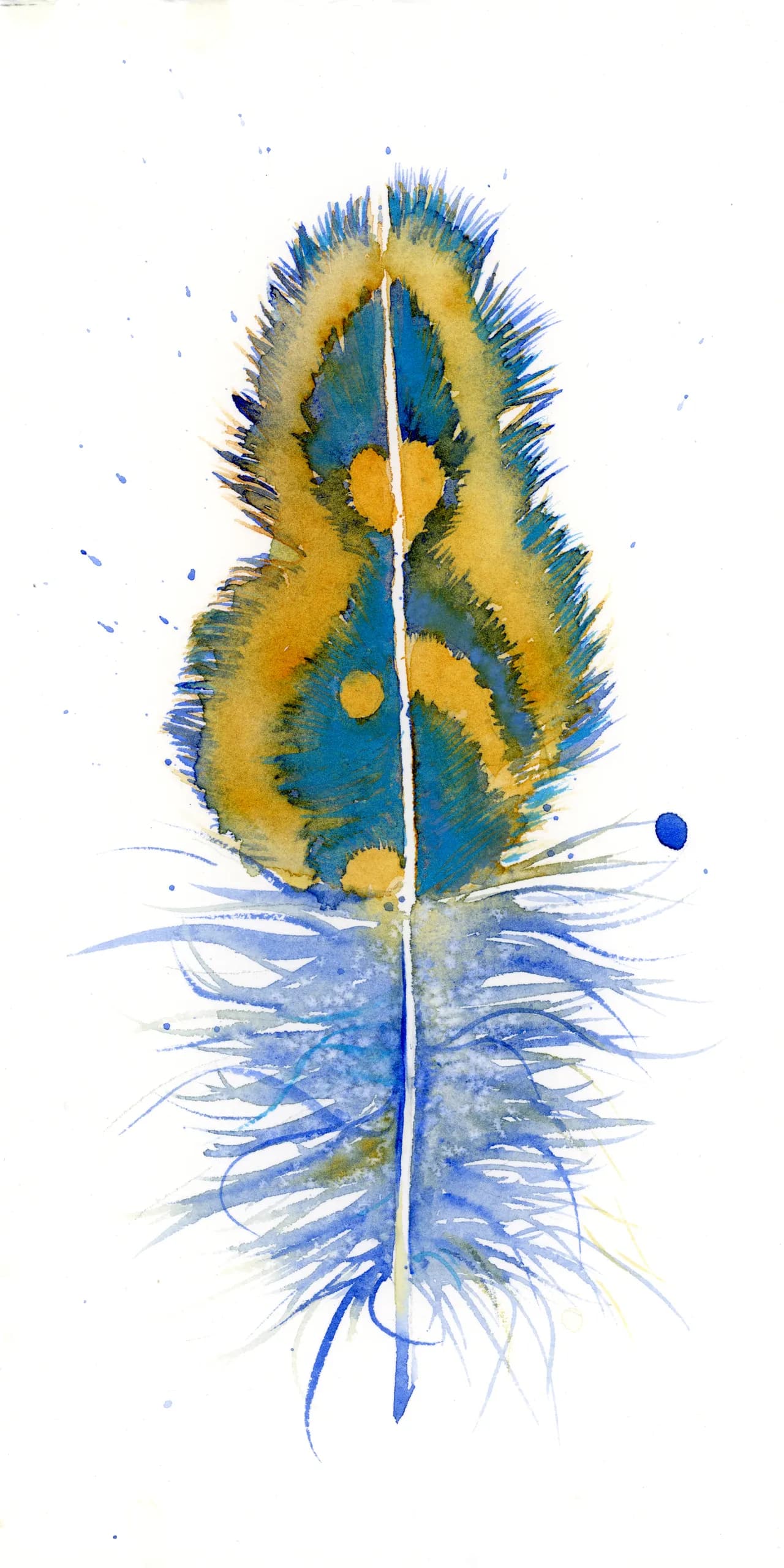 Peacock — watercolor by Shayna Larsen