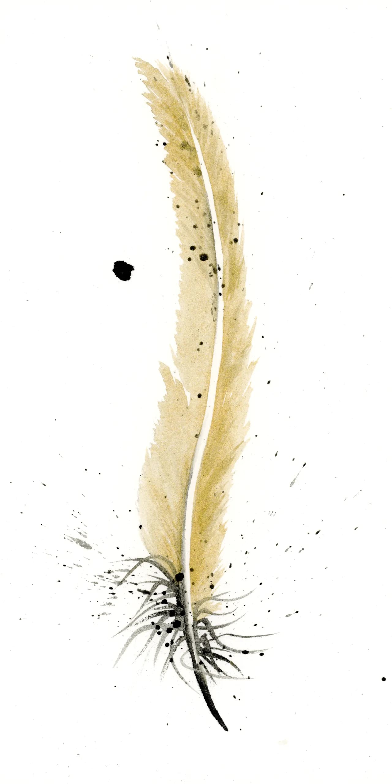 Golden Pheasant — watercolor by Shayna Larsen
