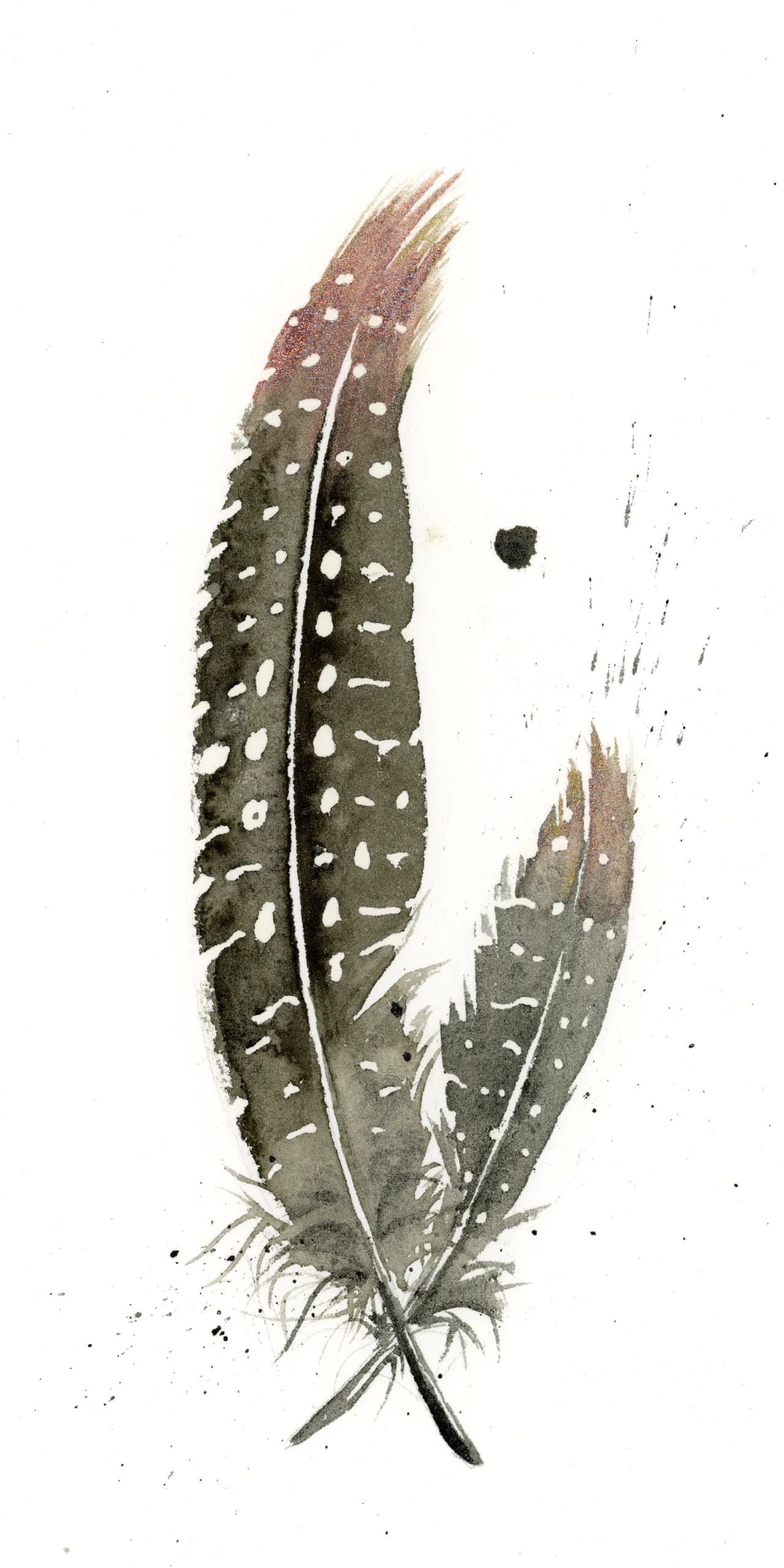Guinea Fowl — watercolor by Shayna Larsen