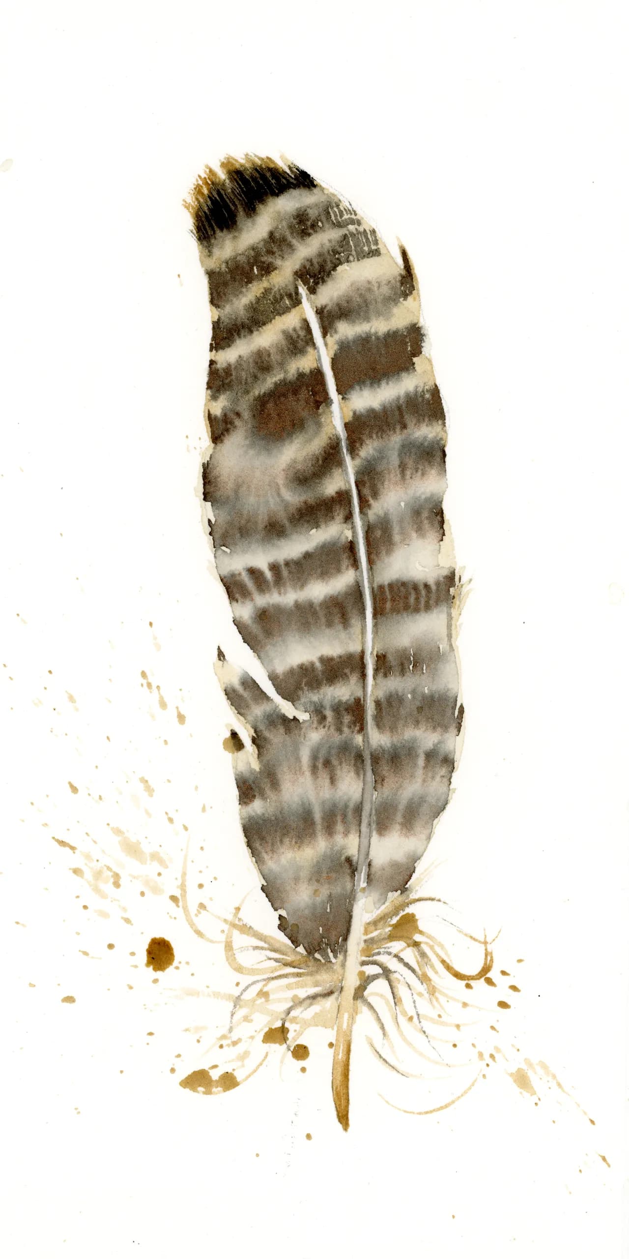Vermont Turkey — watercolor by Shayna Larsen