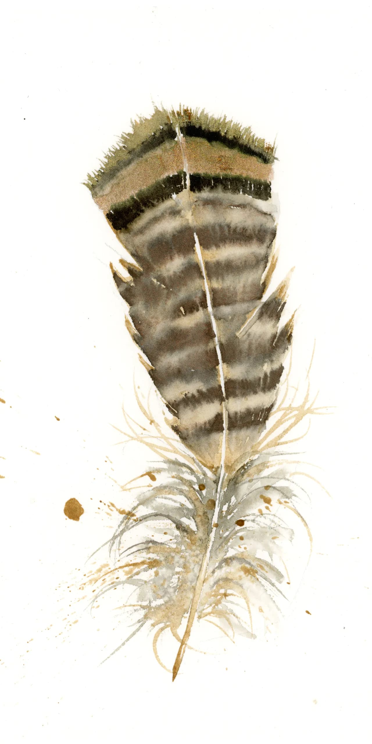 Vermont Turkey — watercolor by Shayna Larsen