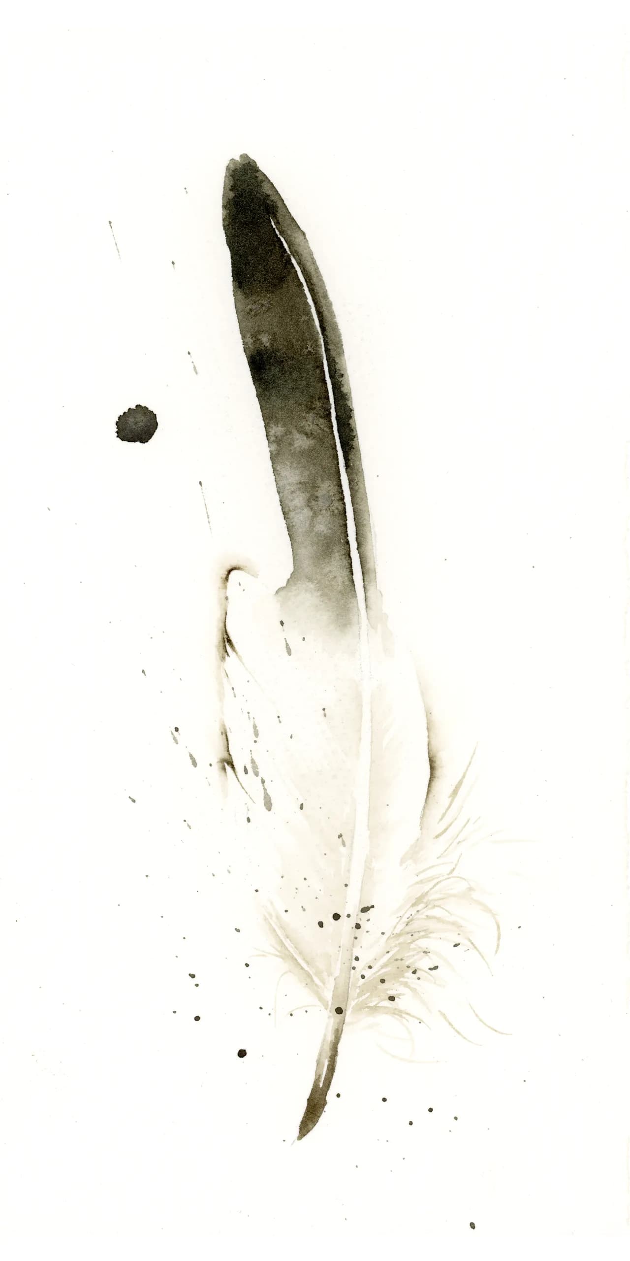 American Crow — watercolor by Shayna Larsen