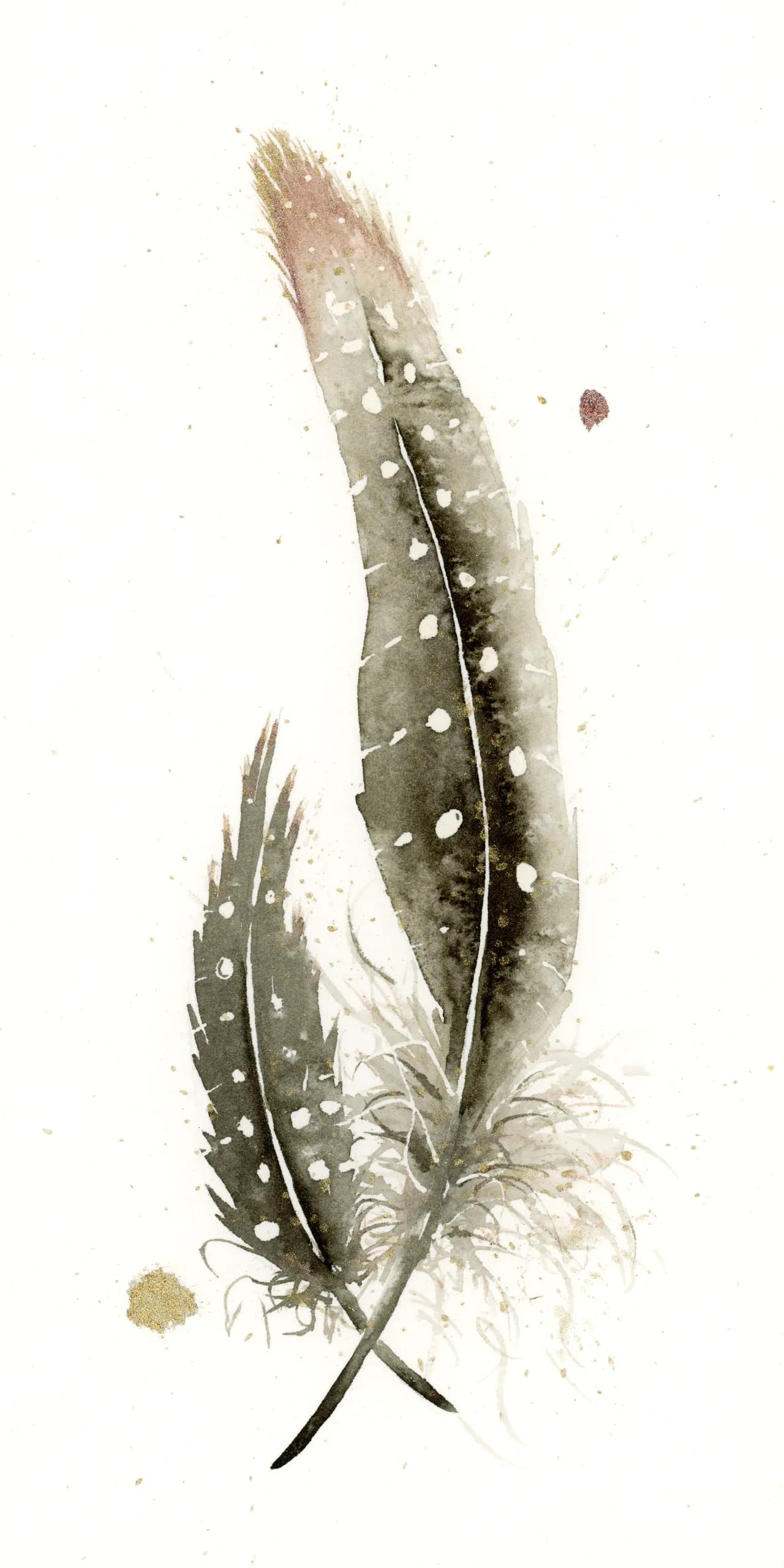 Pied Crow — watercolor by Shayna Larsen