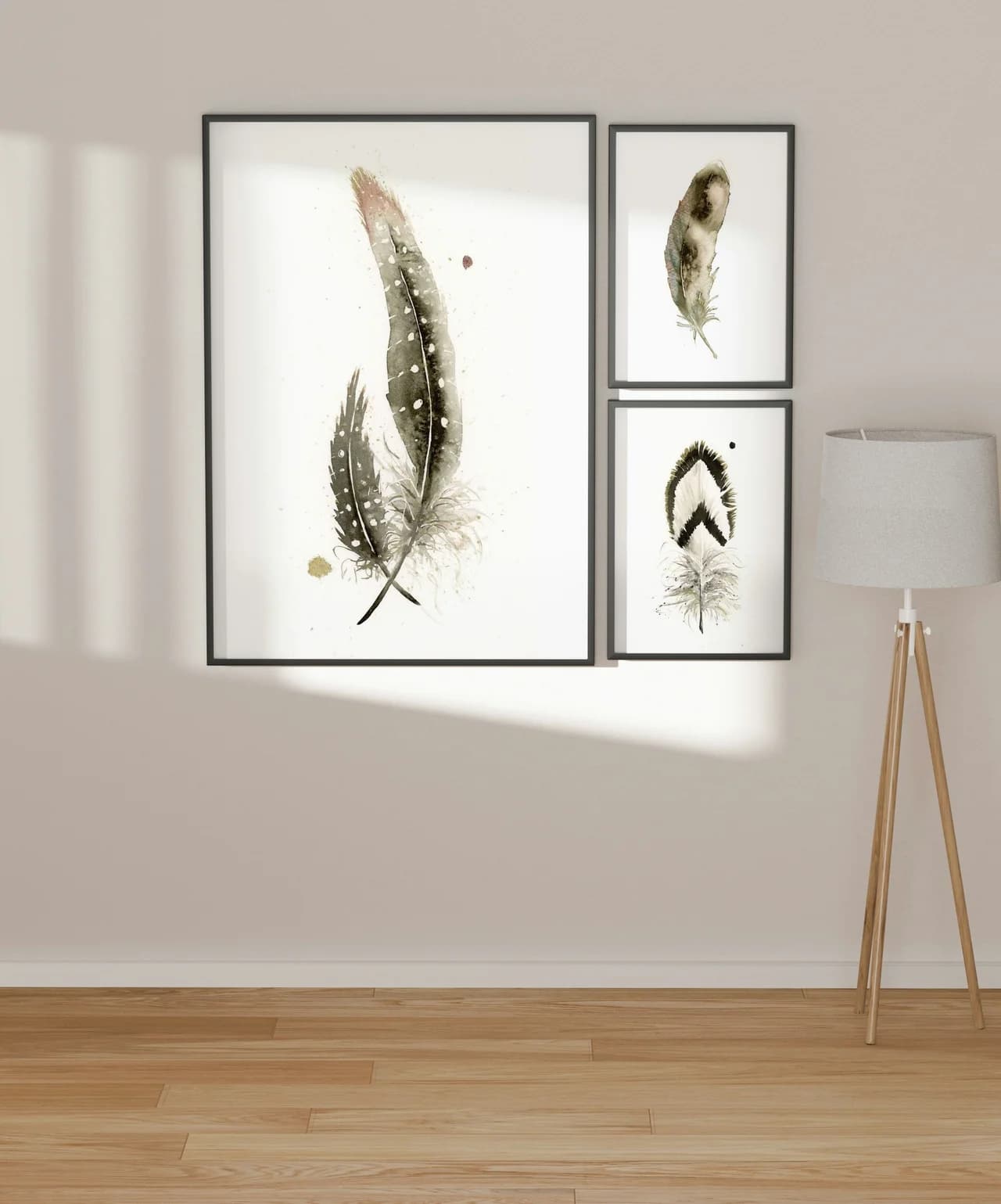 Pied Crow shown in a room setting