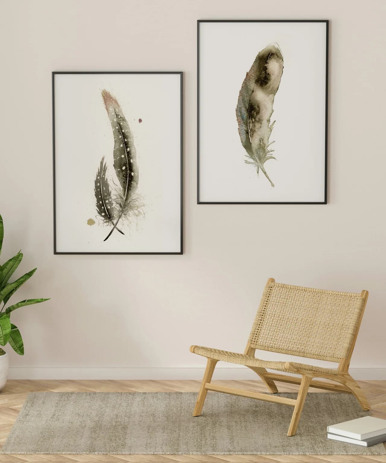 Pied Crow shown in a room setting