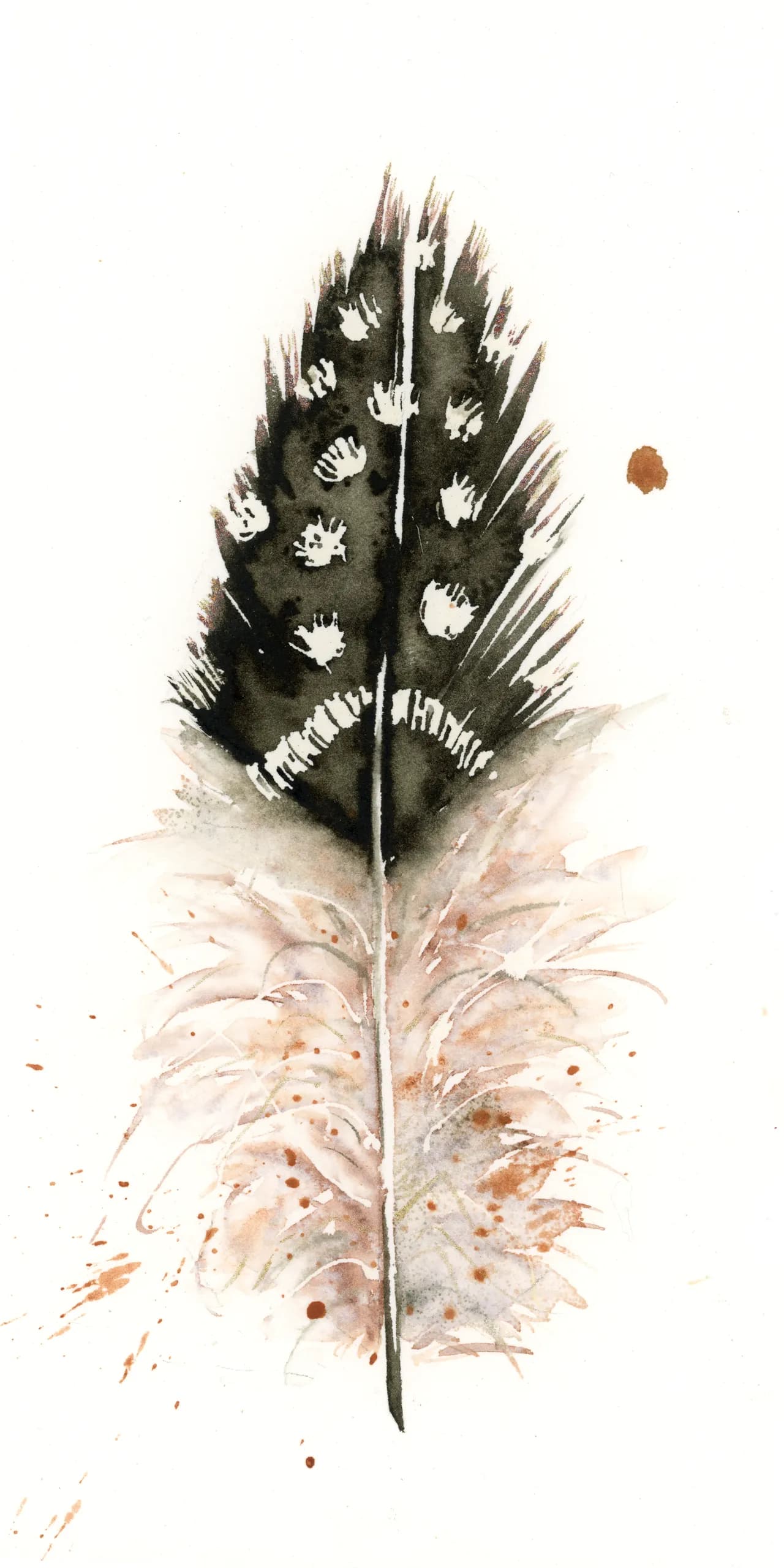 Guinea Fowl — watercolor by Shayna Larsen