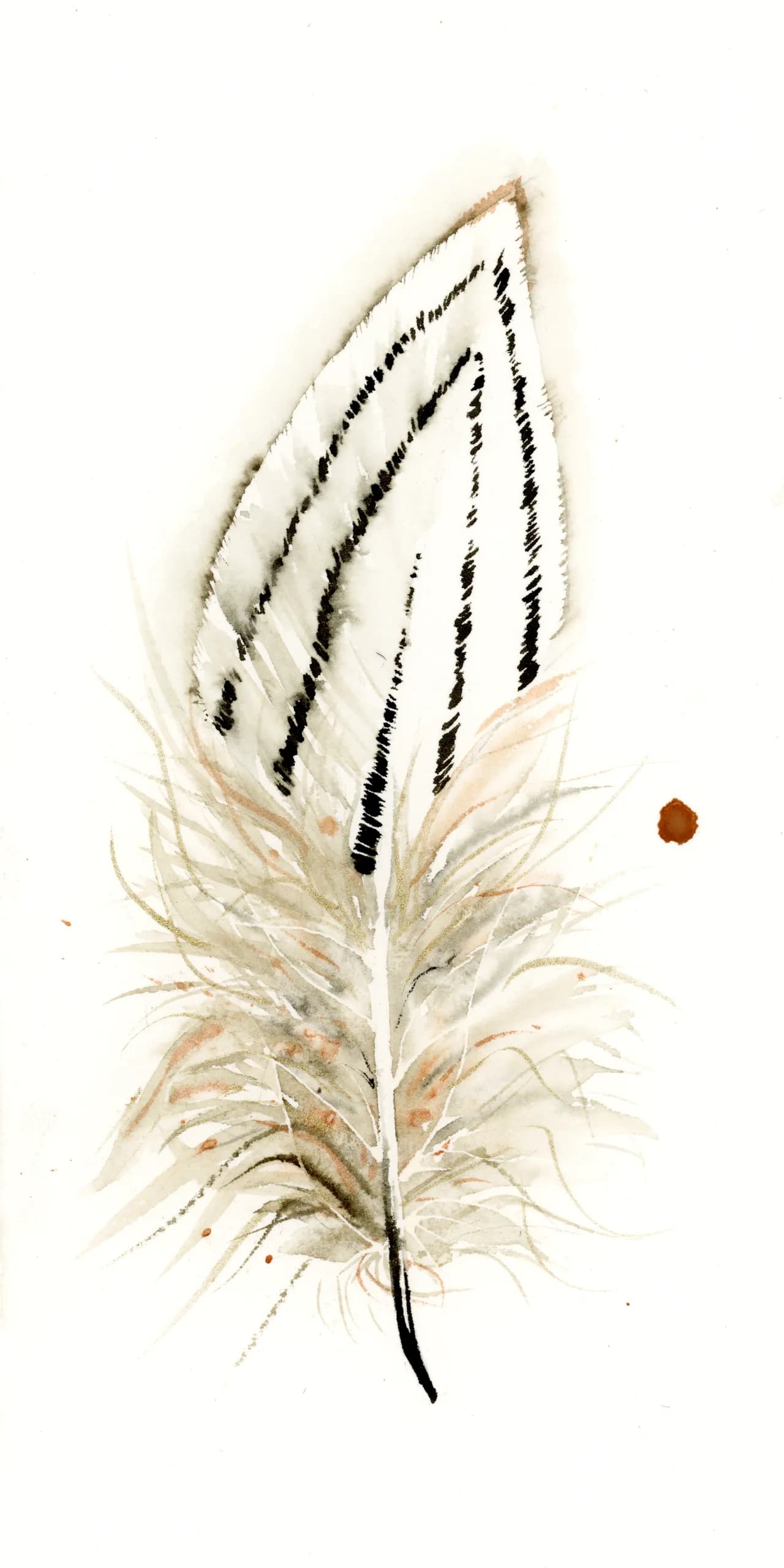 Silver Pheasant — watercolor by Shayna Larsen
