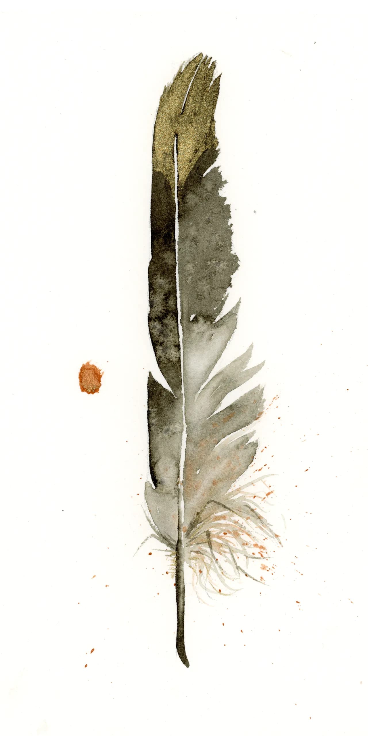 American Robin — watercolor by Shayna Larsen