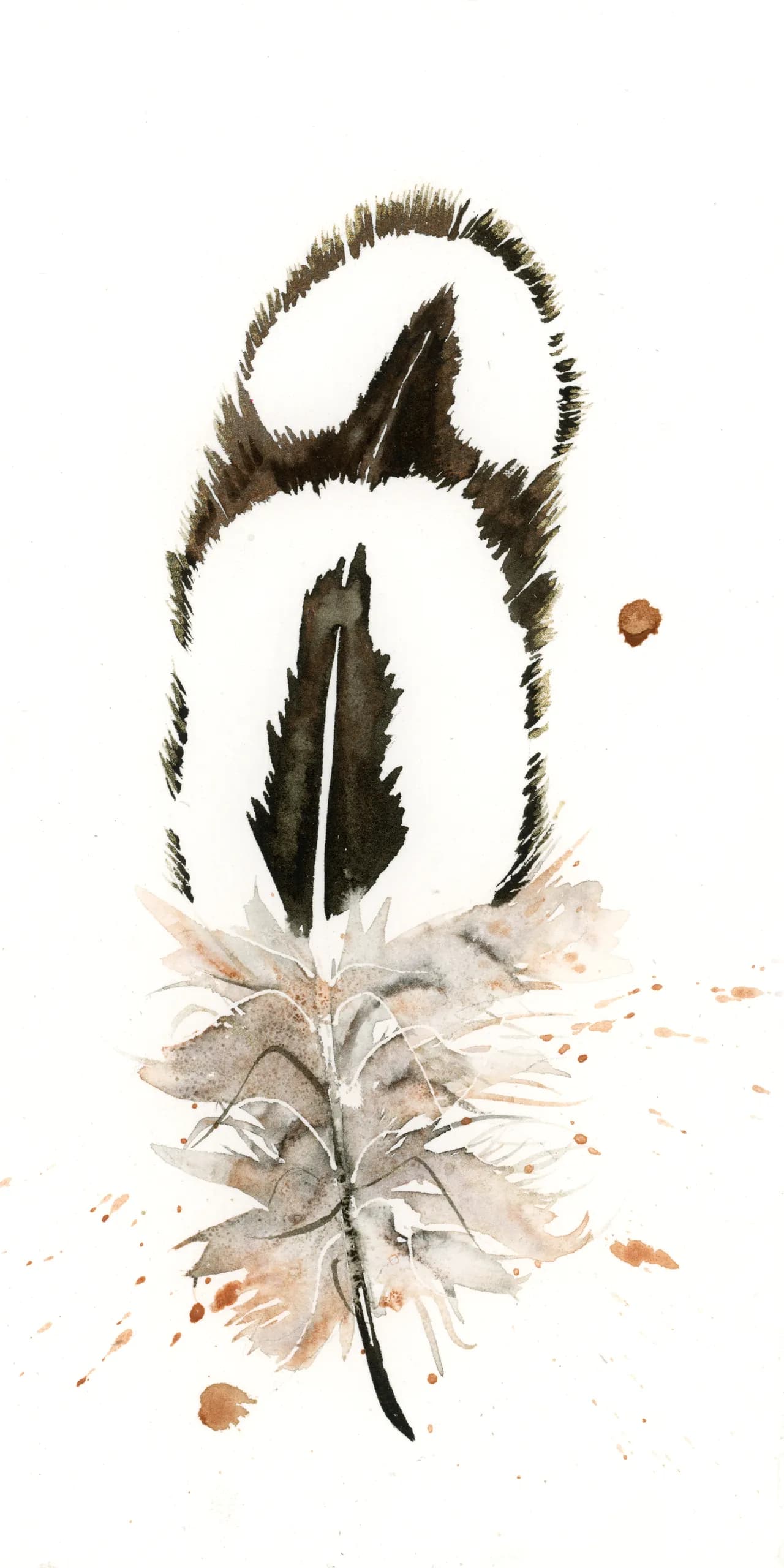 Silver Pheasant — watercolor by Shayna Larsen
