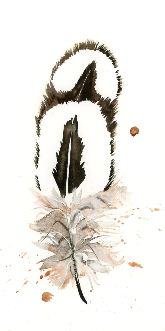 Silver Pheasant — watercolor by Shayna Larsen