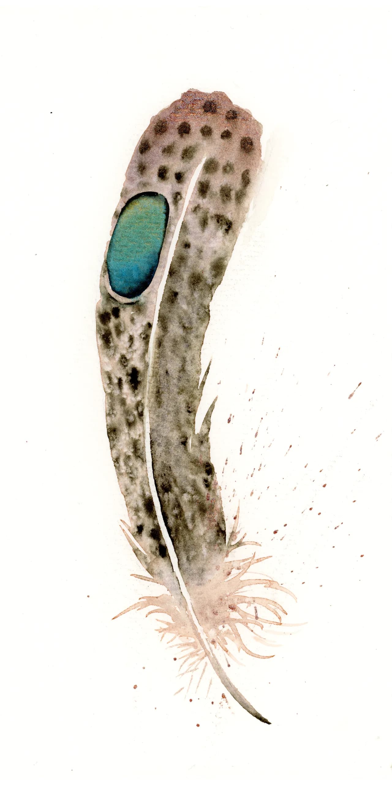 Peacock Pheasant — watercolor by Shayna Larsen