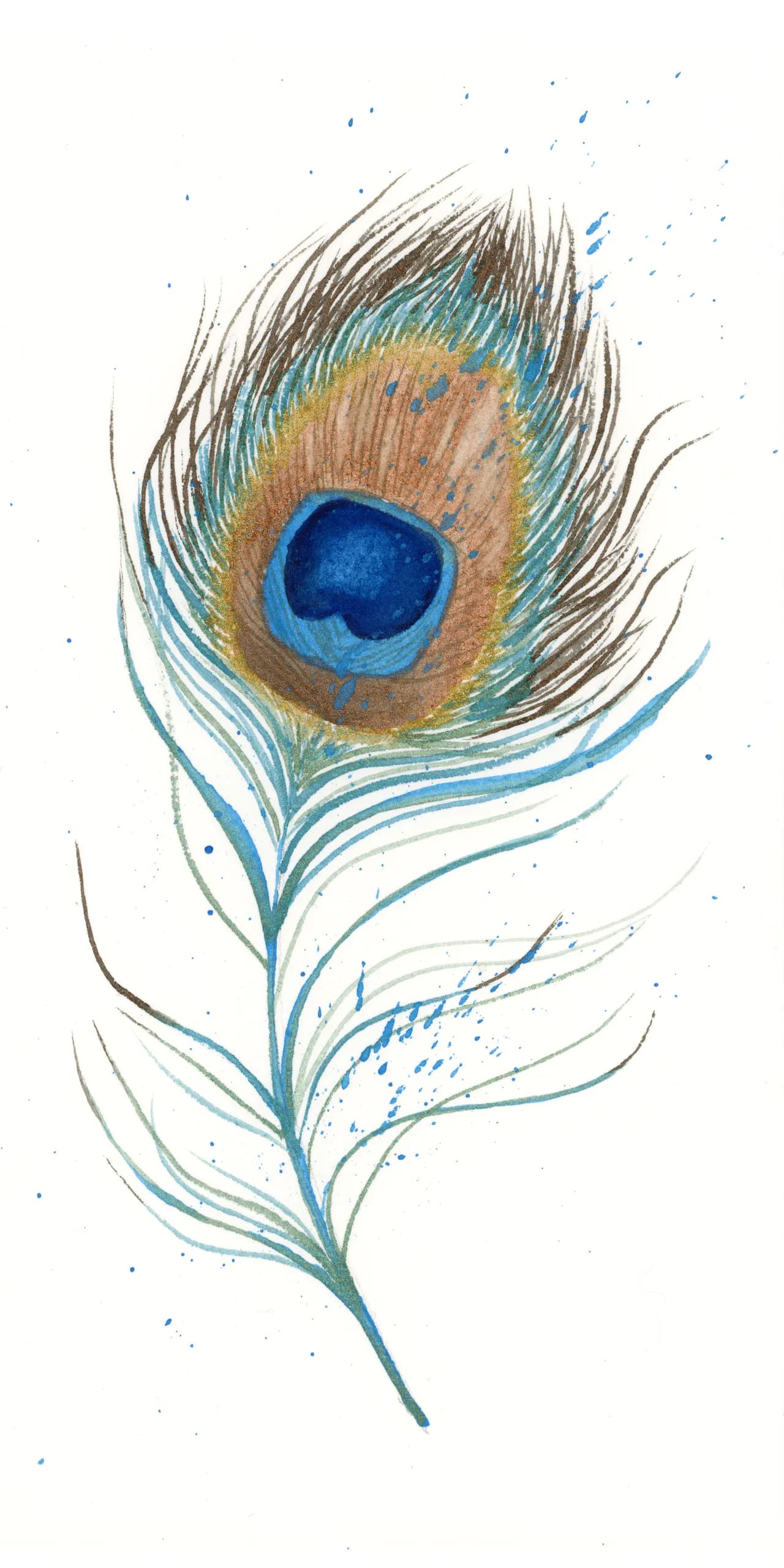 Peacock — watercolor by Shayna Larsen