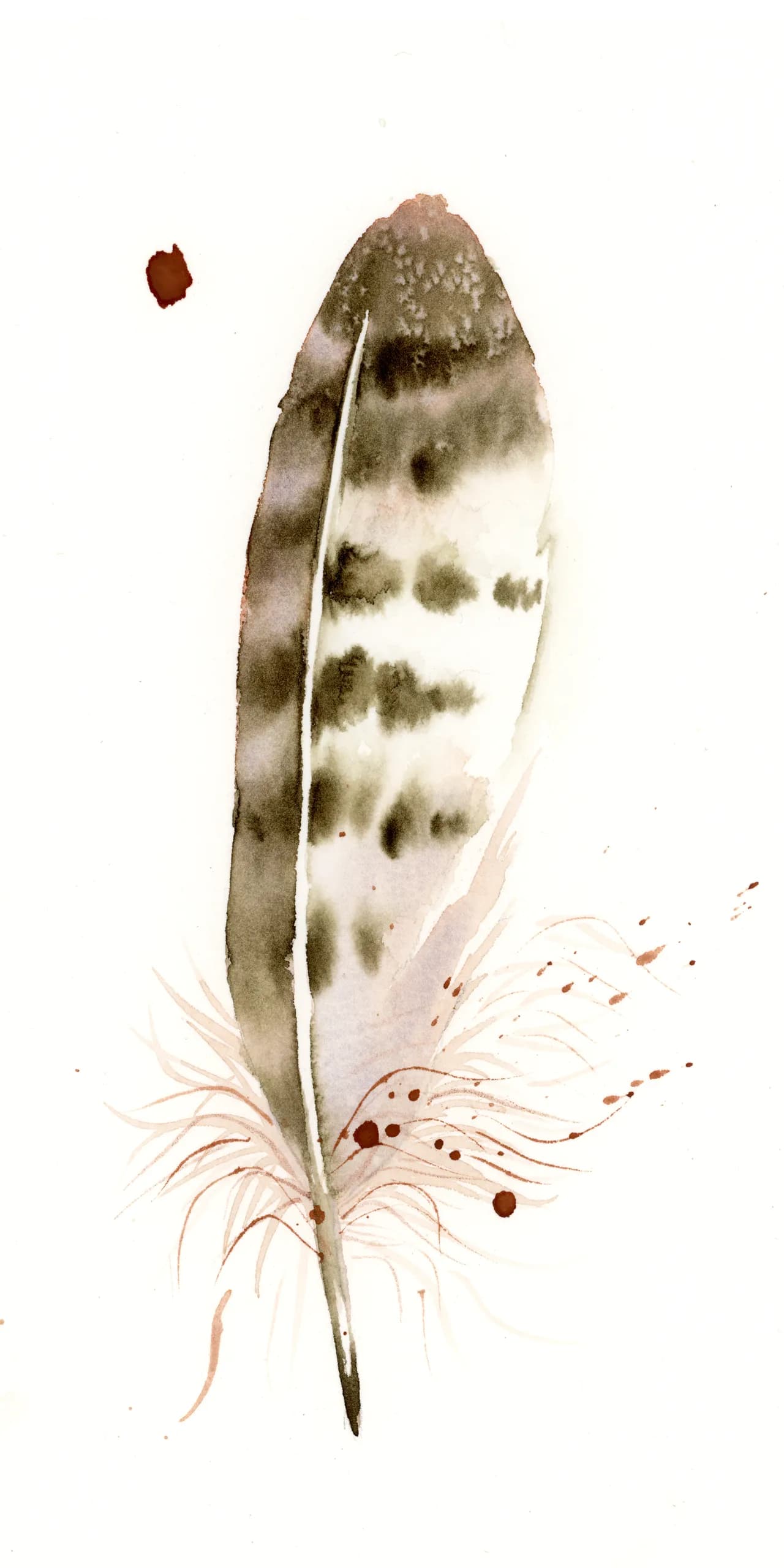 Hawk — watercolor by Shayna Larsen