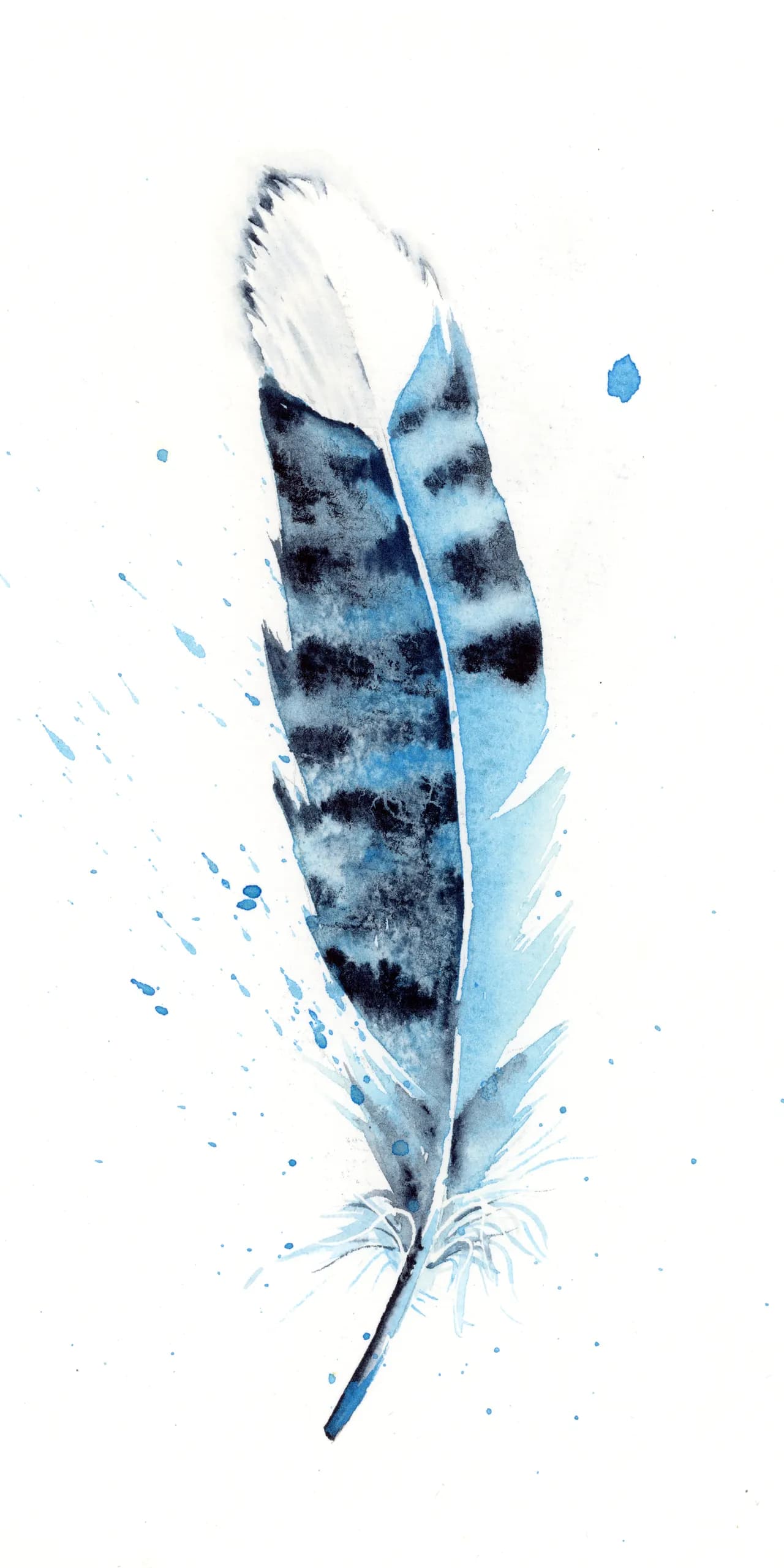 Blue Jay — watercolor by Shayna Larsen