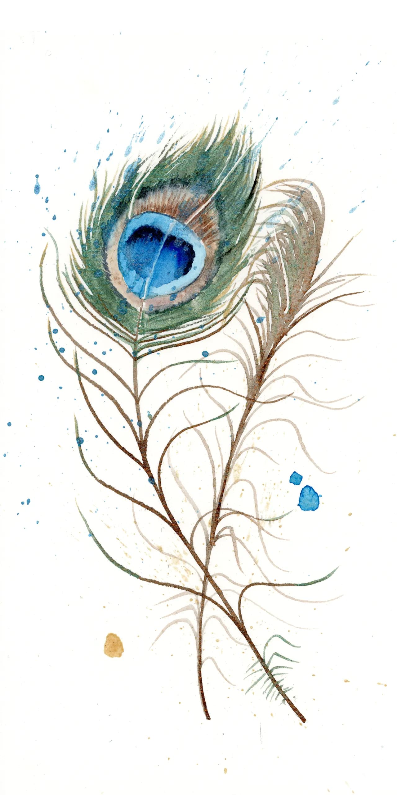 Peacock — watercolor by Shayna Larsen