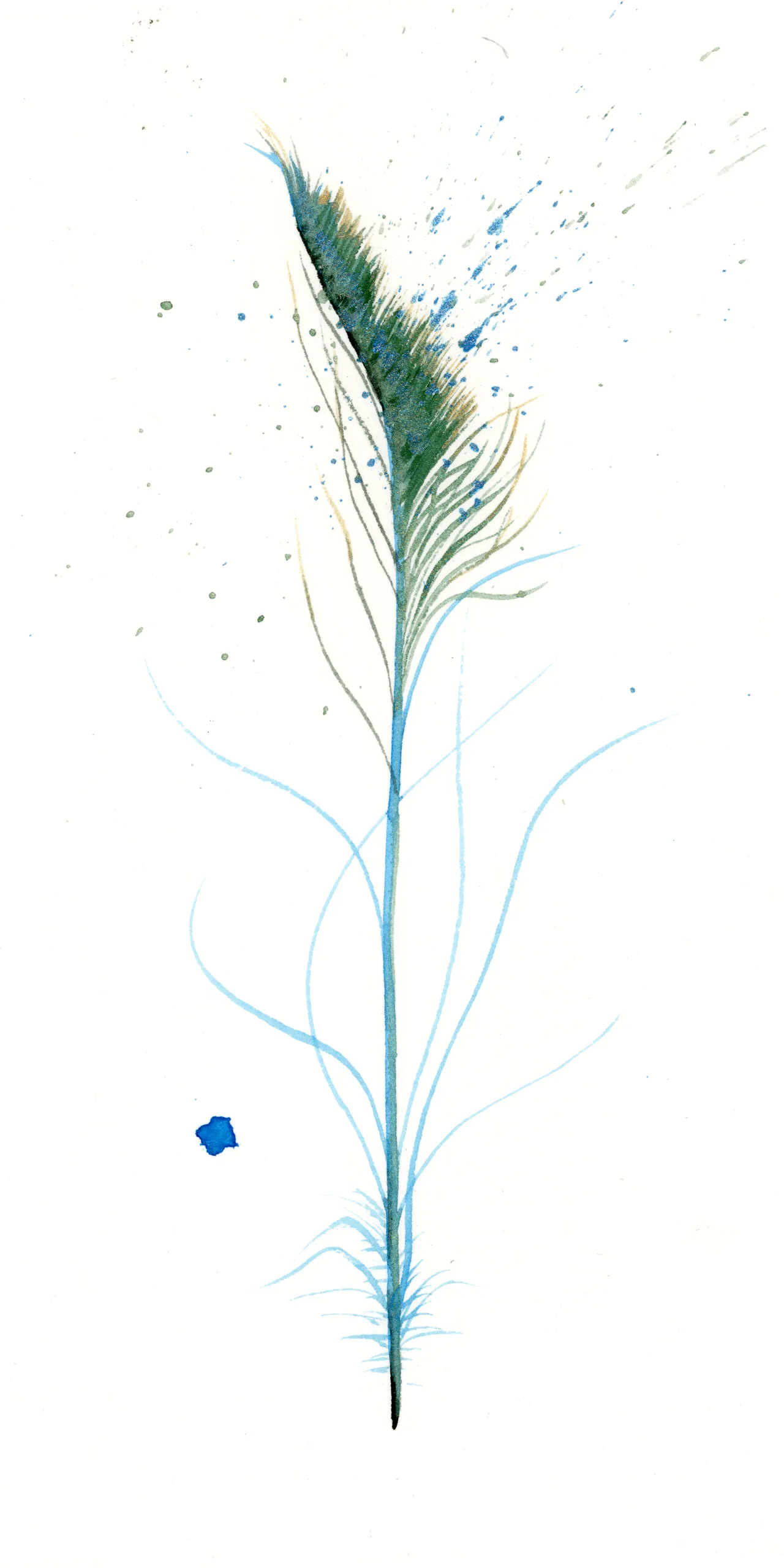 Peacock — watercolor by Shayna Larsen