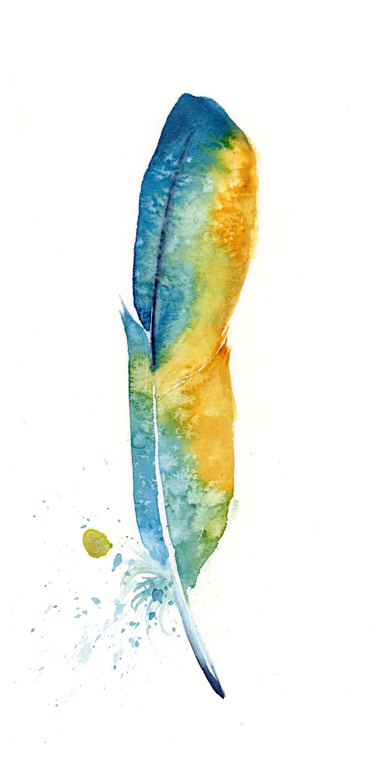 Macaw — watercolor by Shayna Larsen