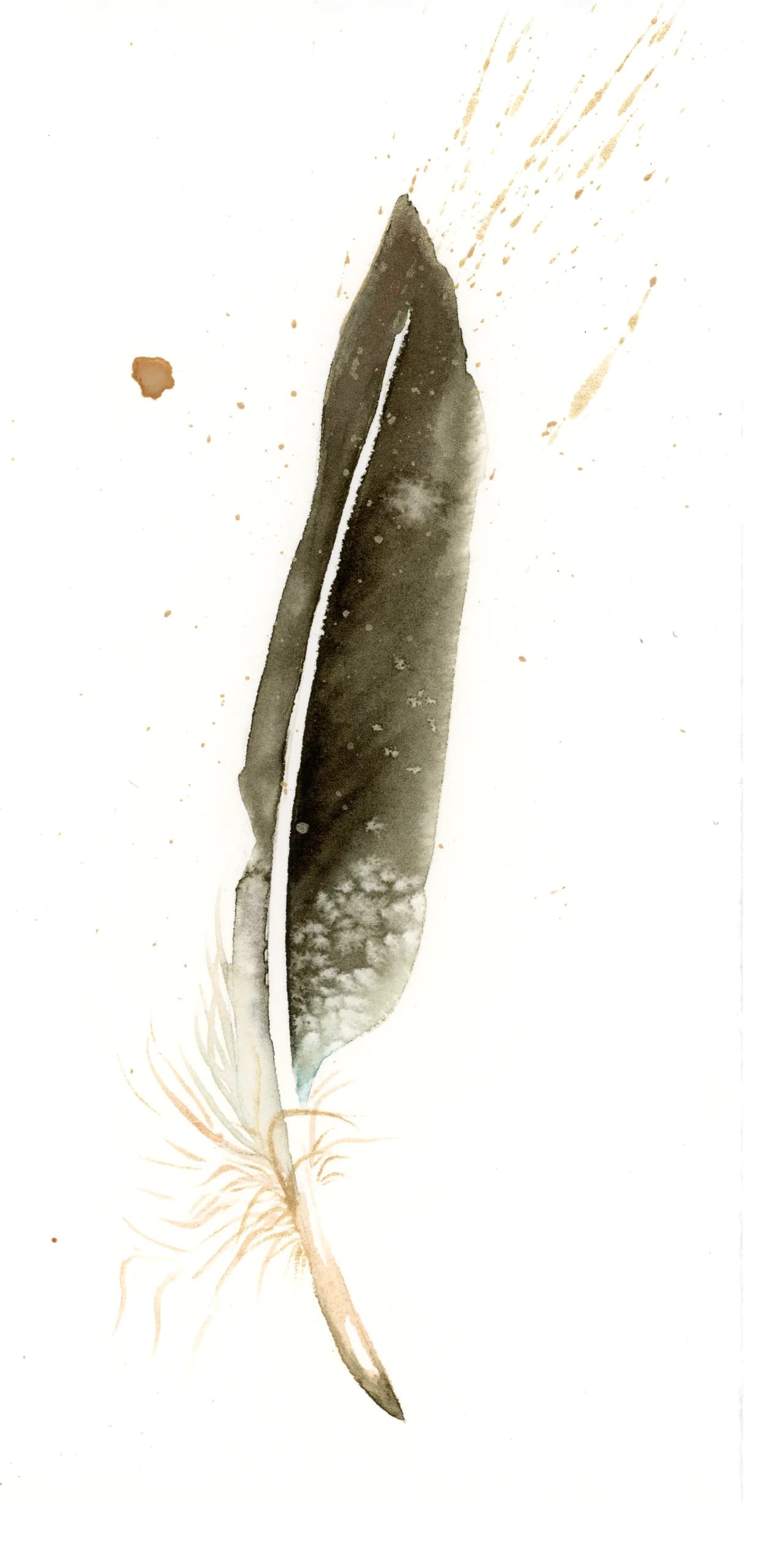 Canada Goose — watercolor by Shayna Larsen