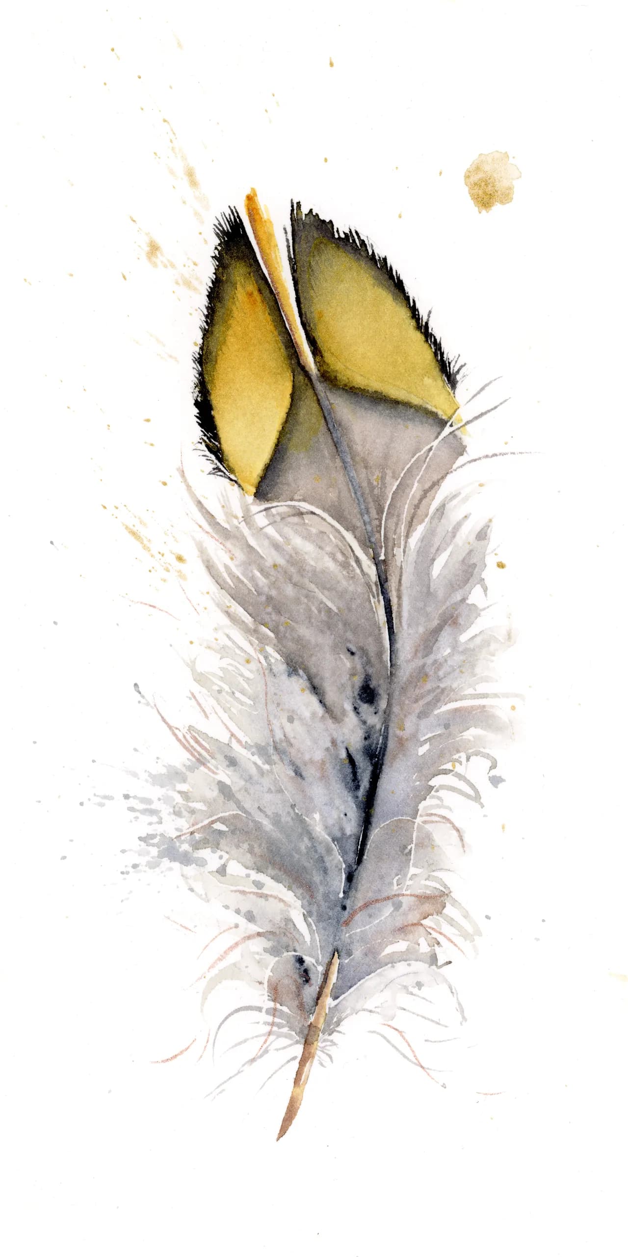 California Quail — watercolor by Shayna Larsen