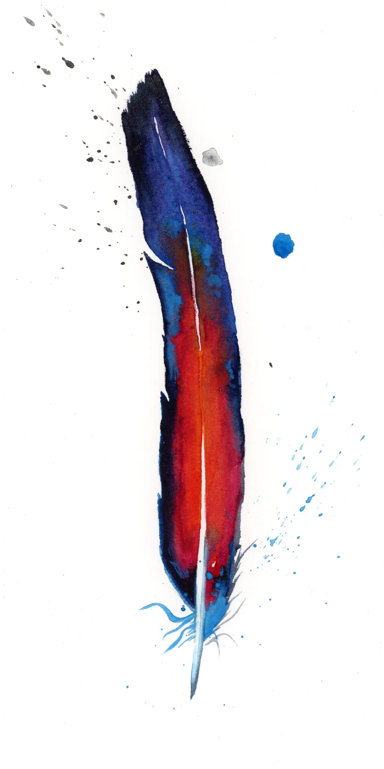 Macaw — watercolor by Shayna Larsen