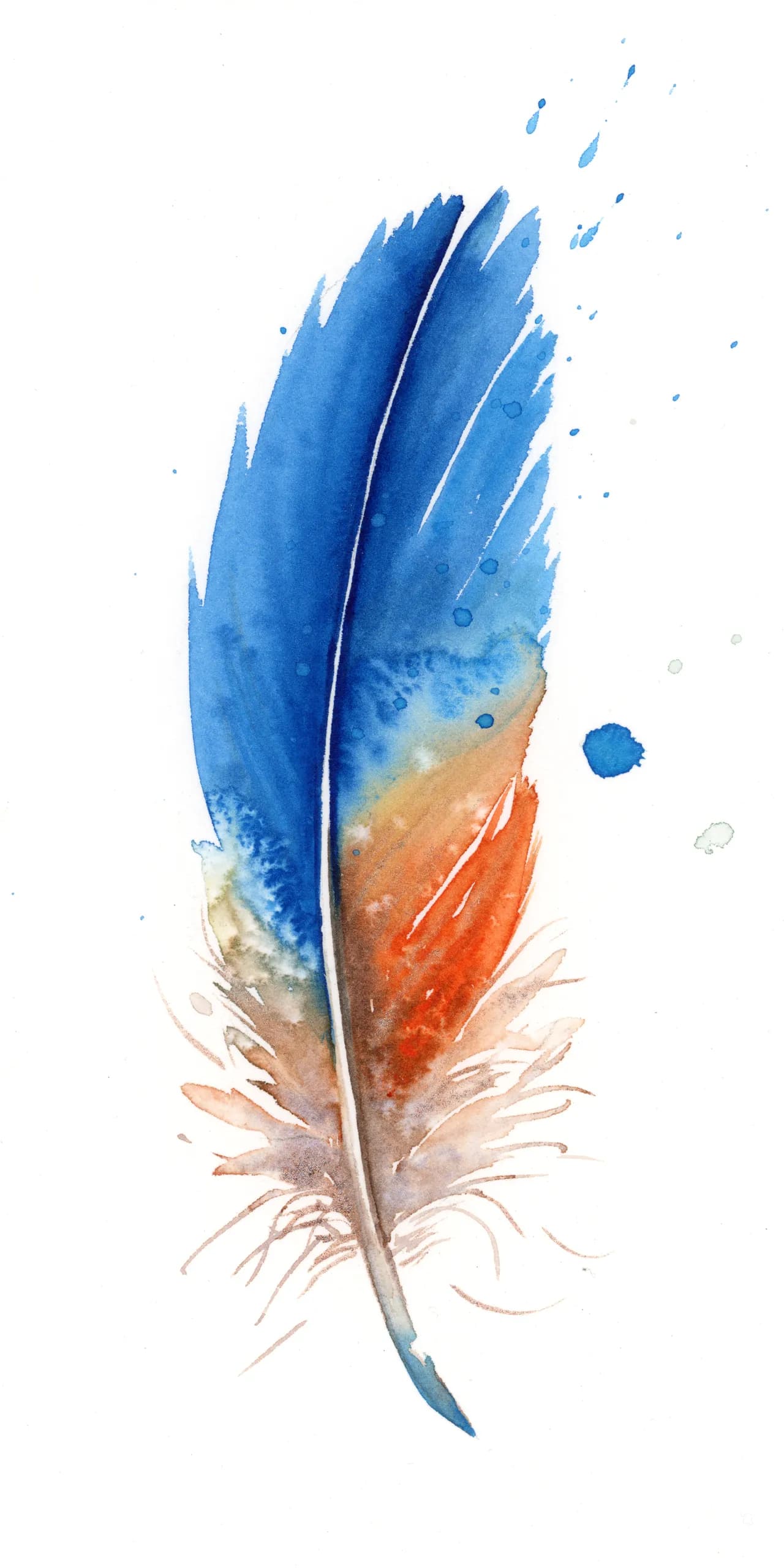 Kingfisher — watercolor by Shayna Larsen