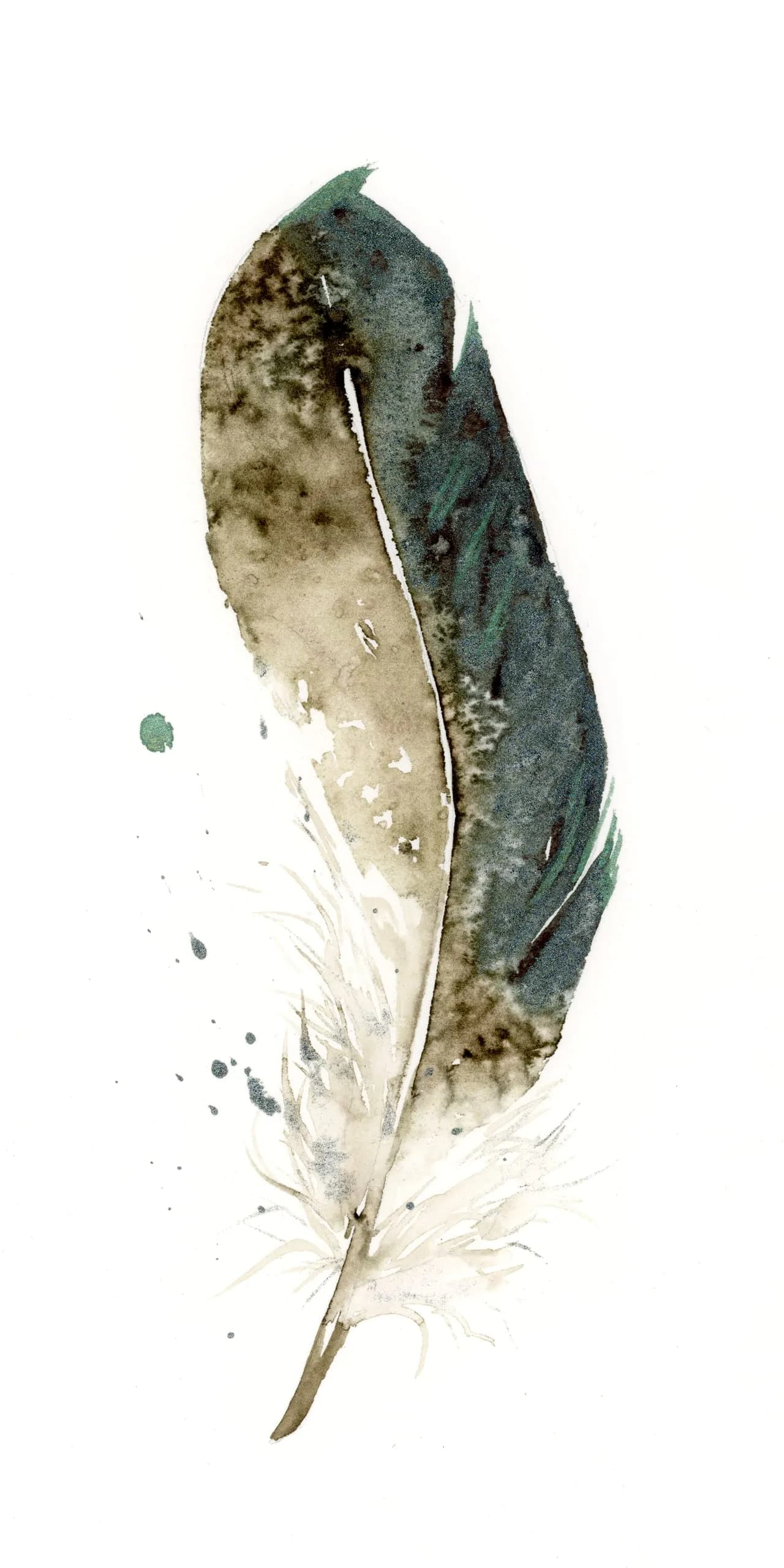 Mallard — watercolor by Shayna Larsen