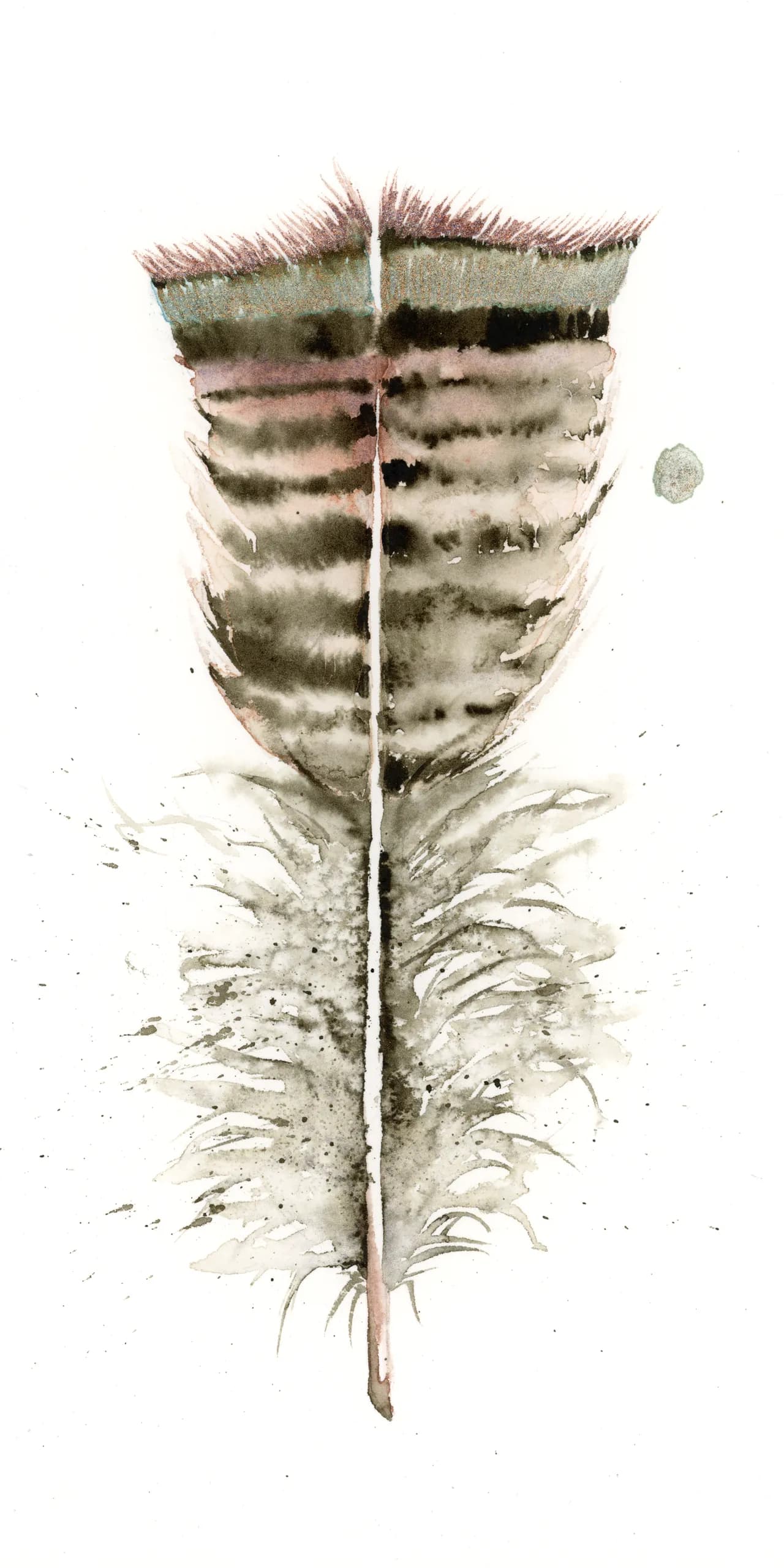 Turkey — watercolor by Shayna Larsen