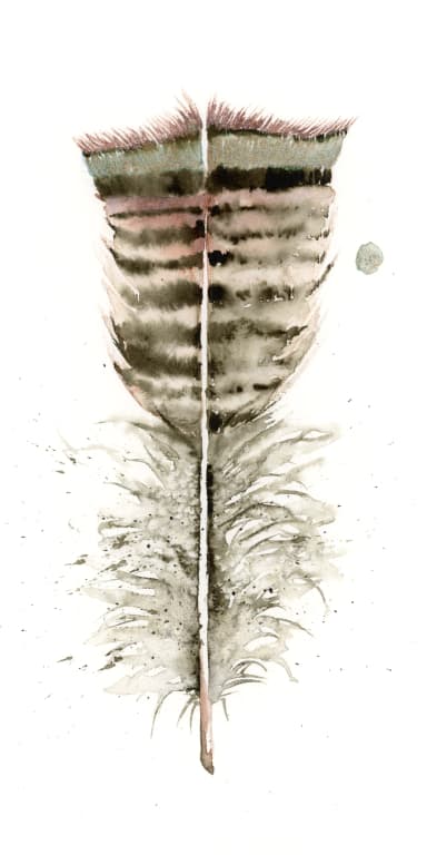 Turkey, watercolor feather 313