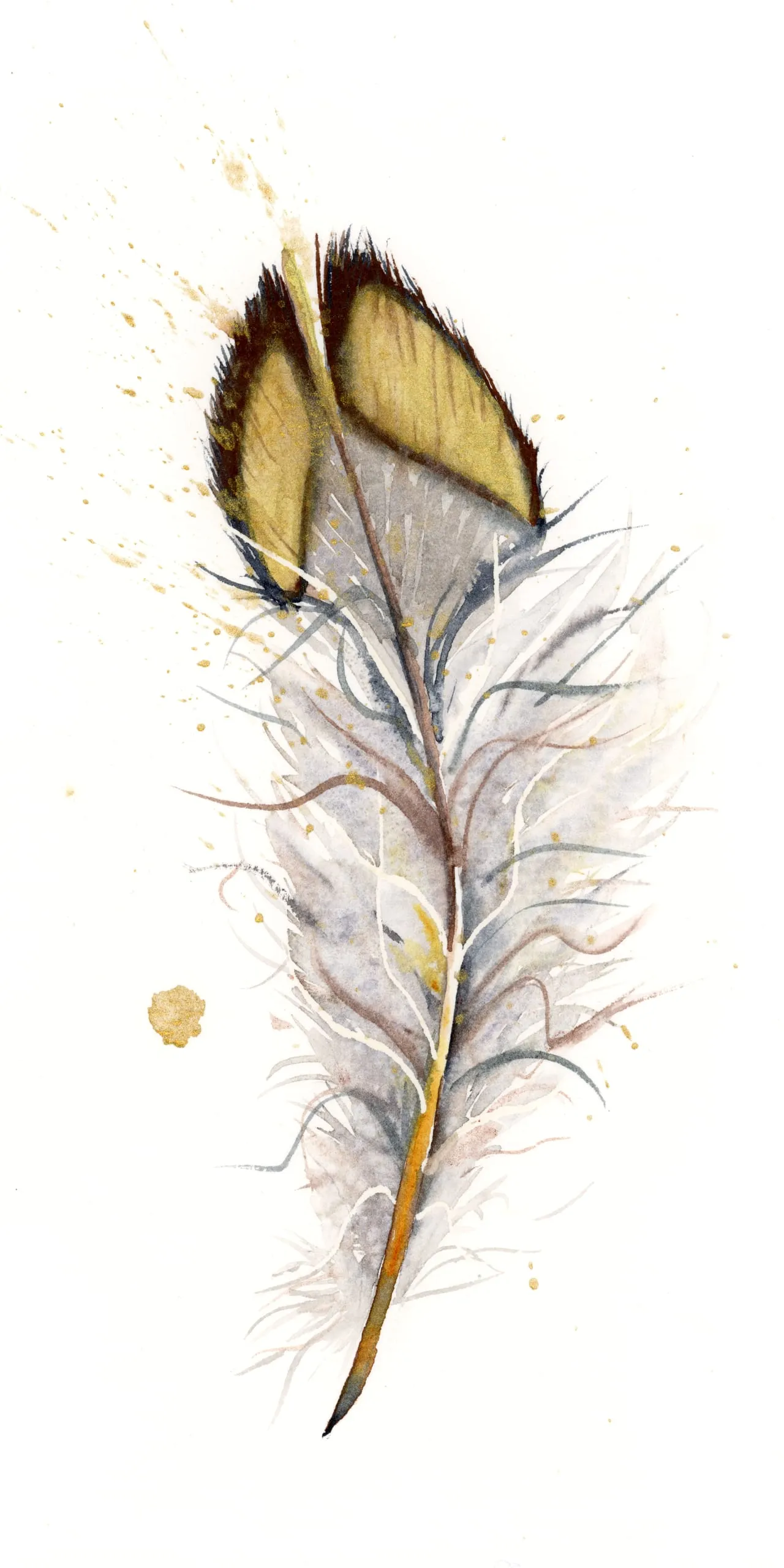 Quail — watercolor by Shayna Larsen