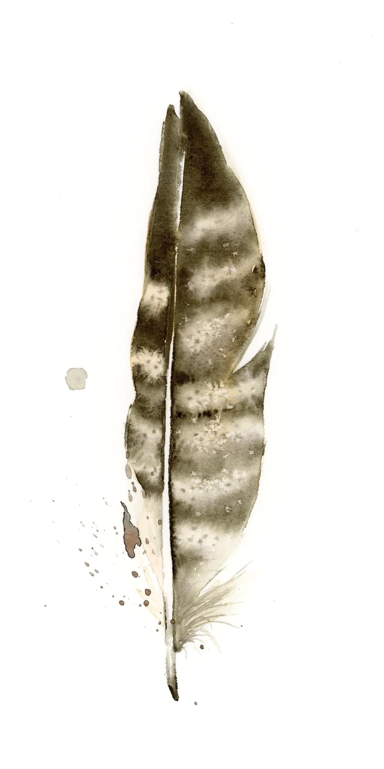 Peregrine Falcon — watercolor by Shayna Larsen