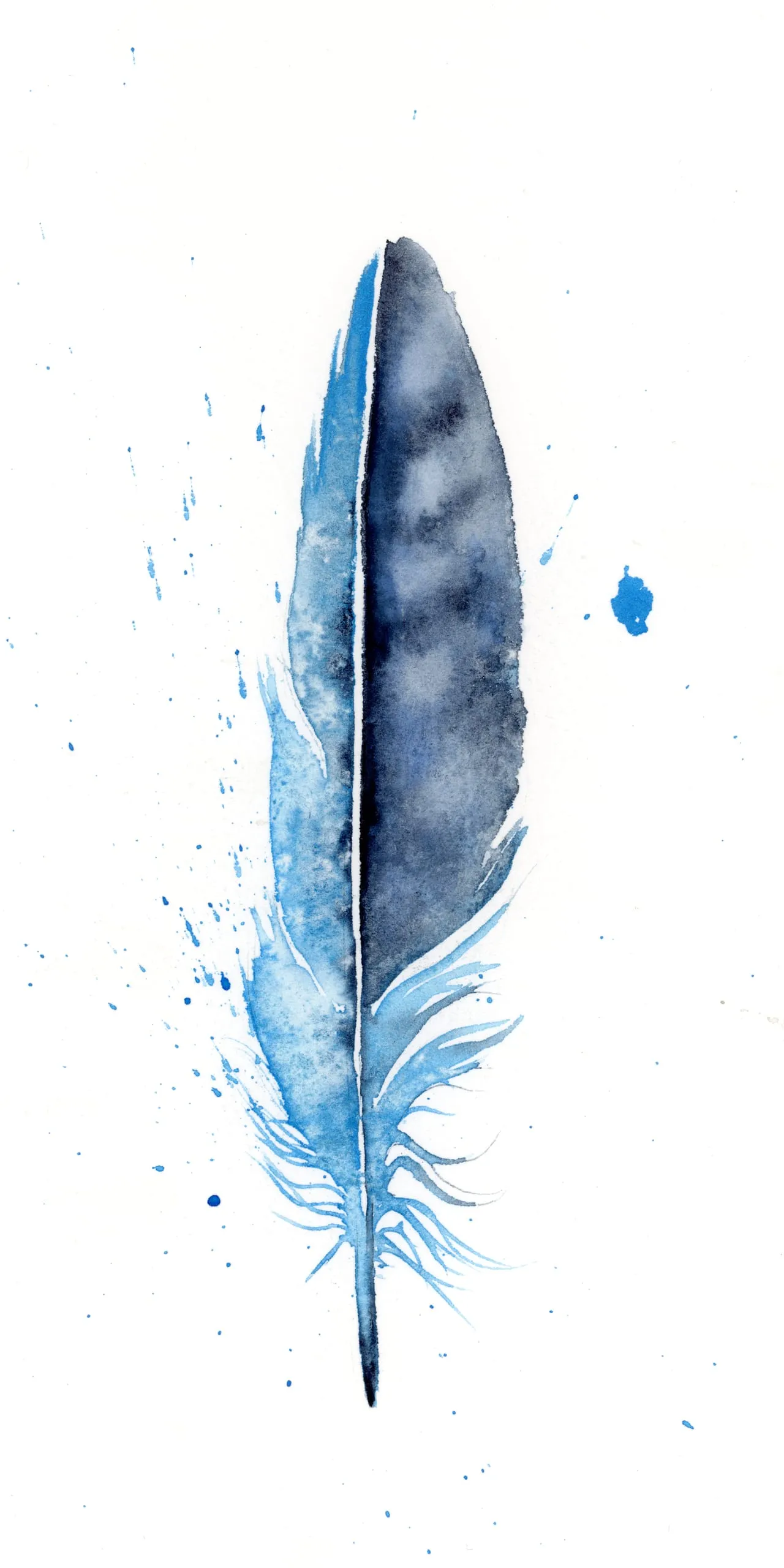 Stellar's Jay — watercolor by Shayna Larsen