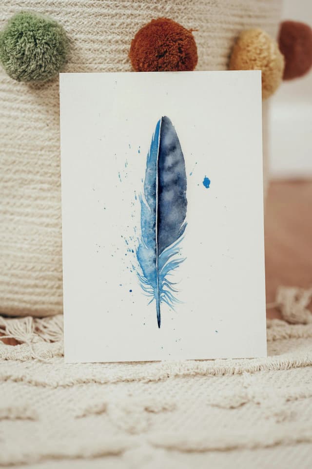 Stellar's Jay shown in a room setting