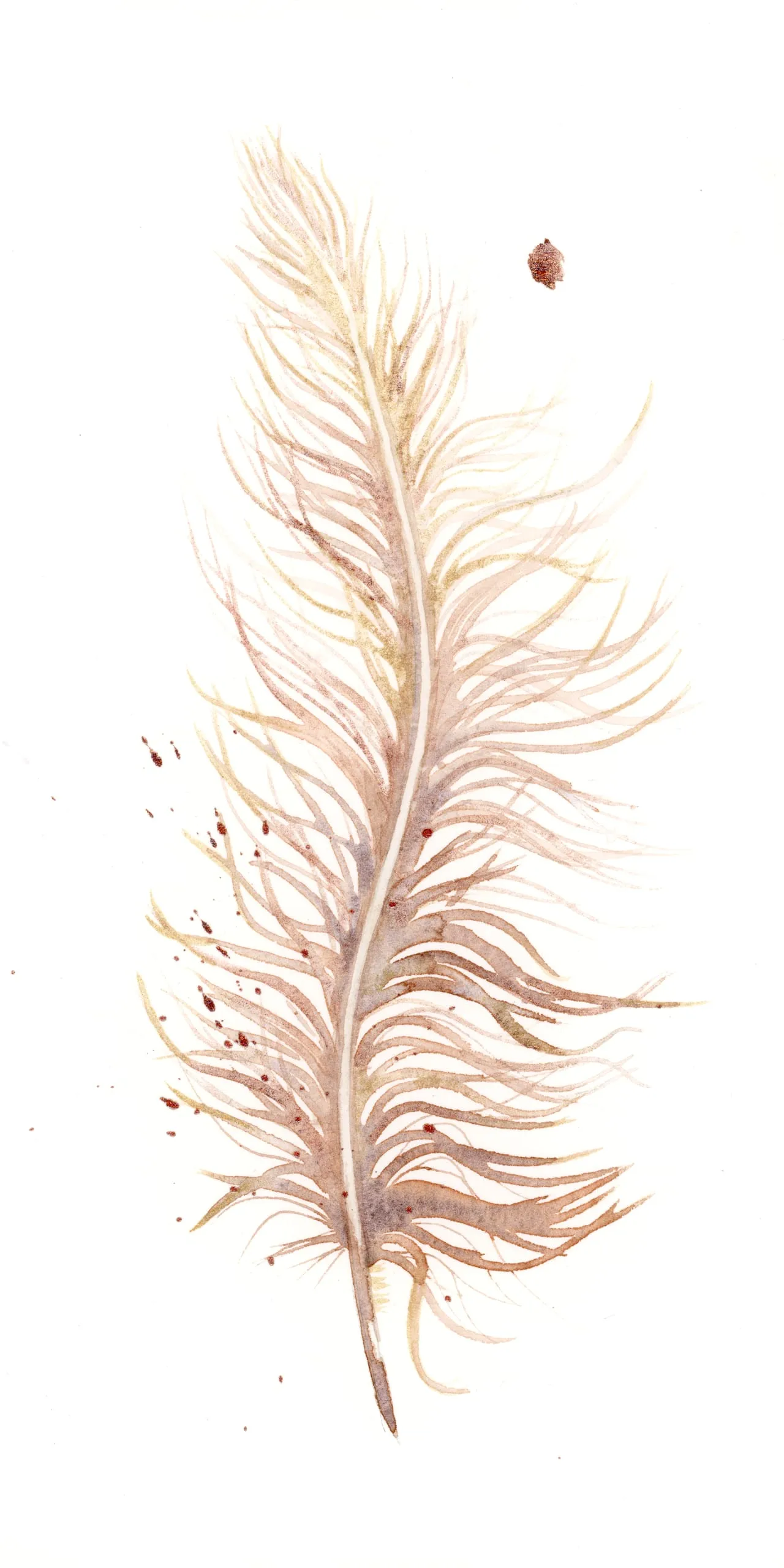 Ostrich — watercolor by Shayna Larsen