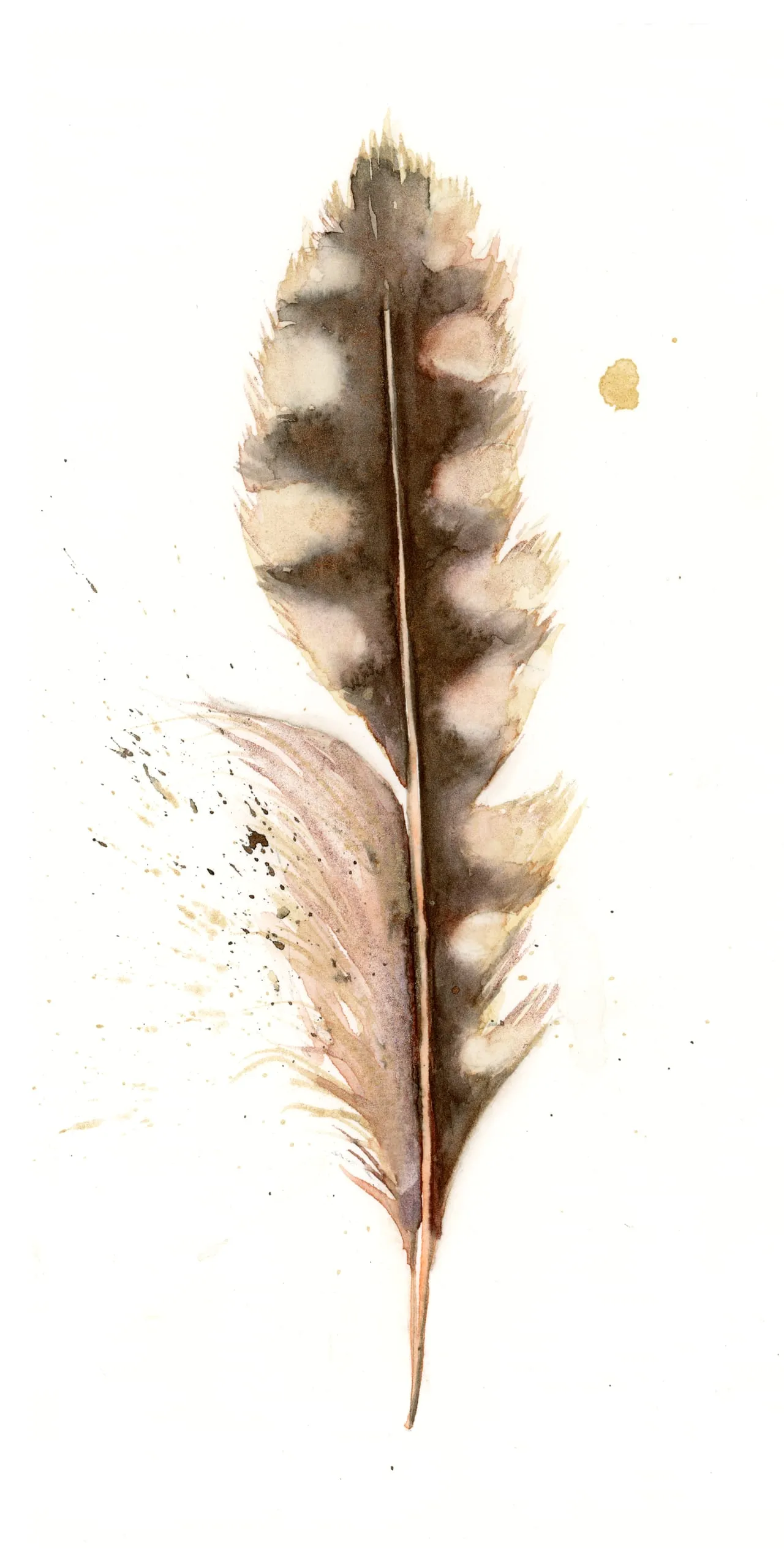 Northern Flicker — watercolor by Shayna Larsen