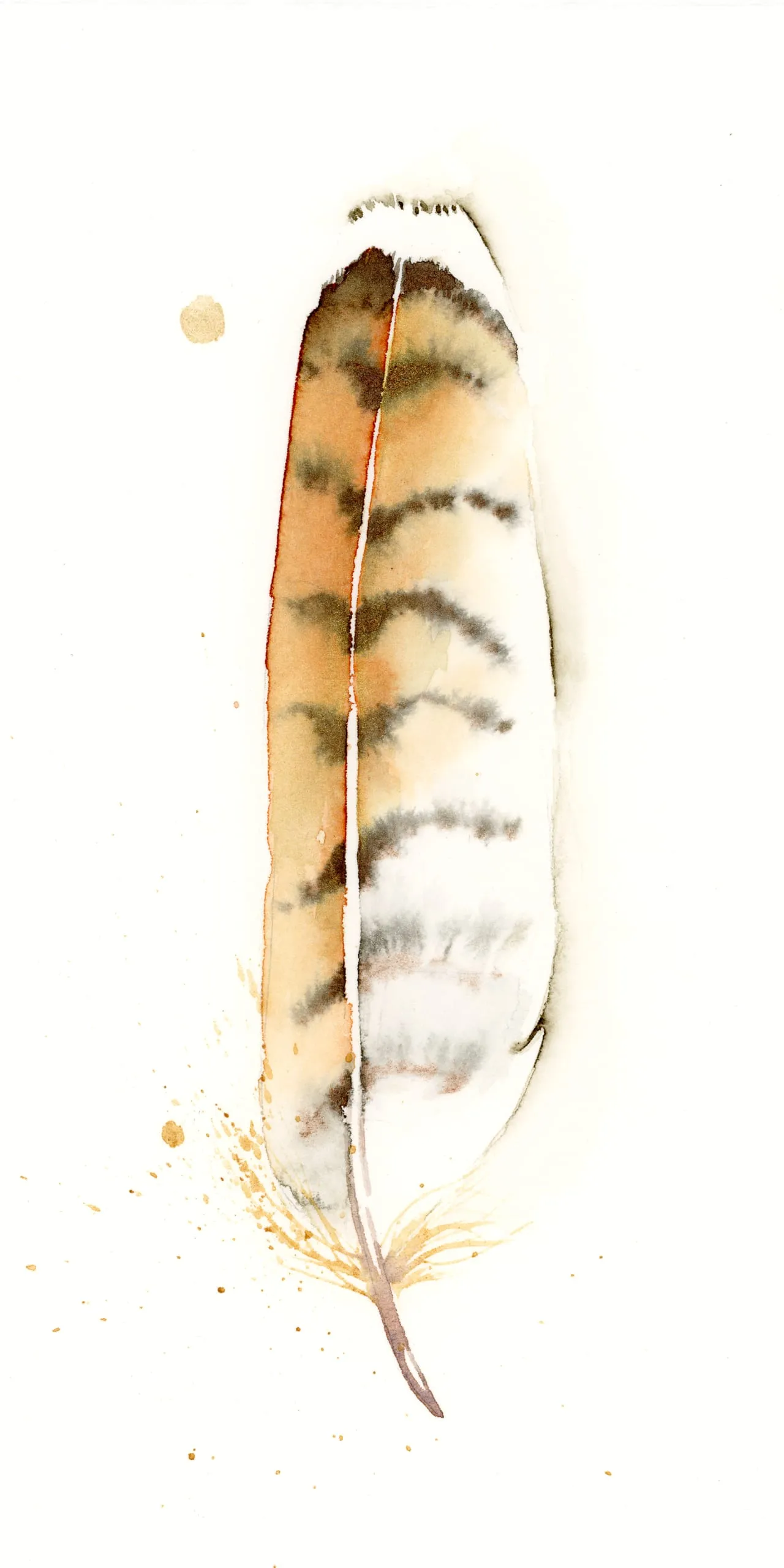 Red Tailed Hawk — watercolor by Shayna Larsen