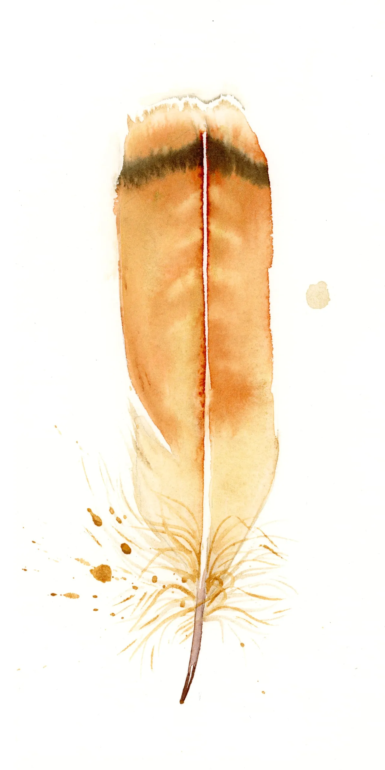 Red Tailed Hawk — watercolor by Shayna Larsen
