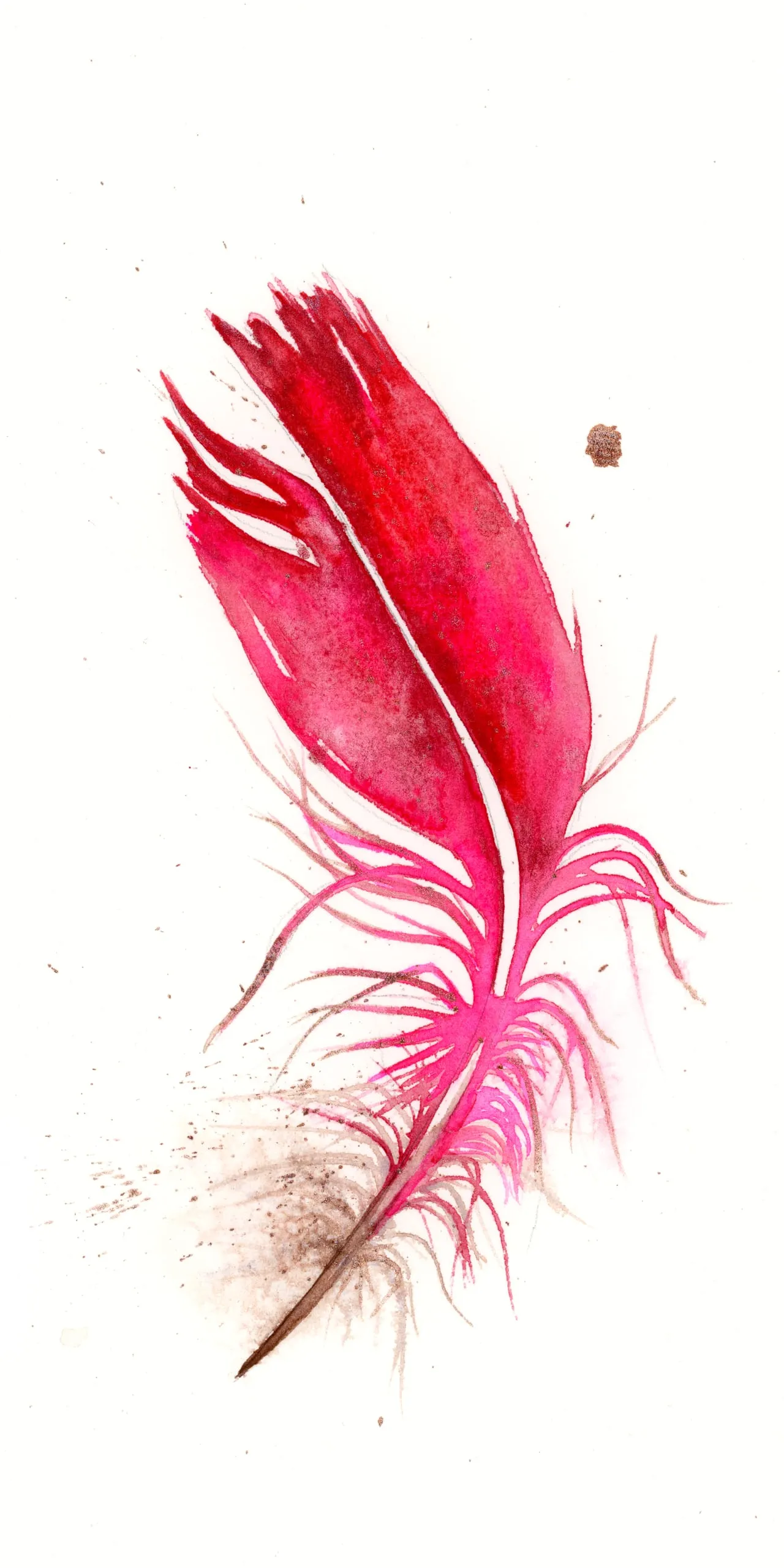 Cardinal — watercolor by Shayna Larsen