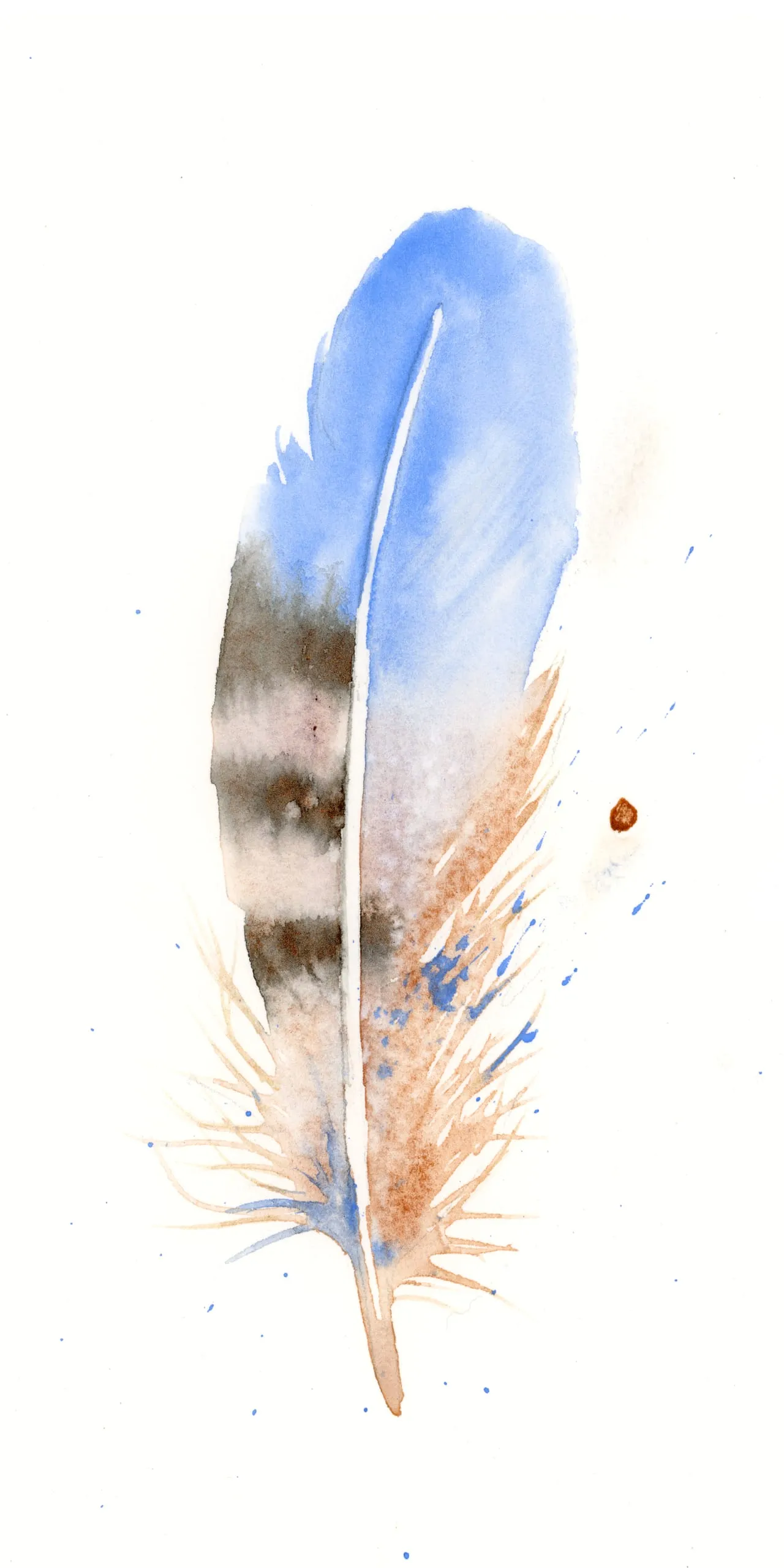 Kestrel — watercolor by Shayna Larsen