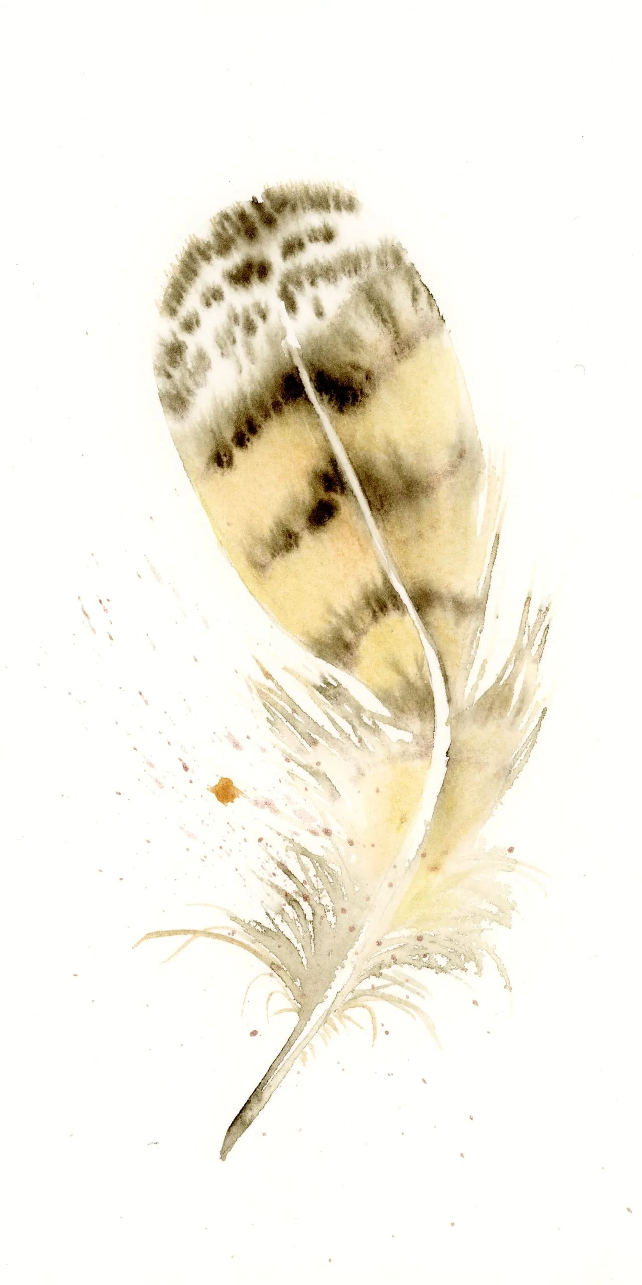 Owl — watercolor by Shayna Larsen