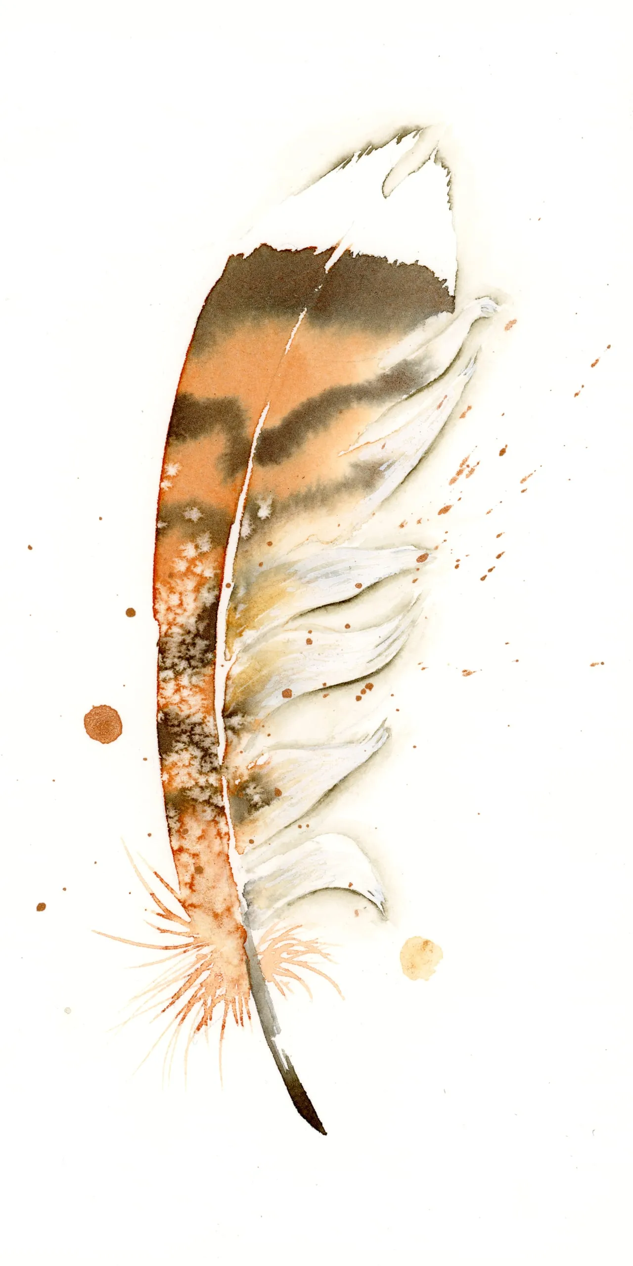 Red Tailed Hawk — watercolor by Shayna Larsen