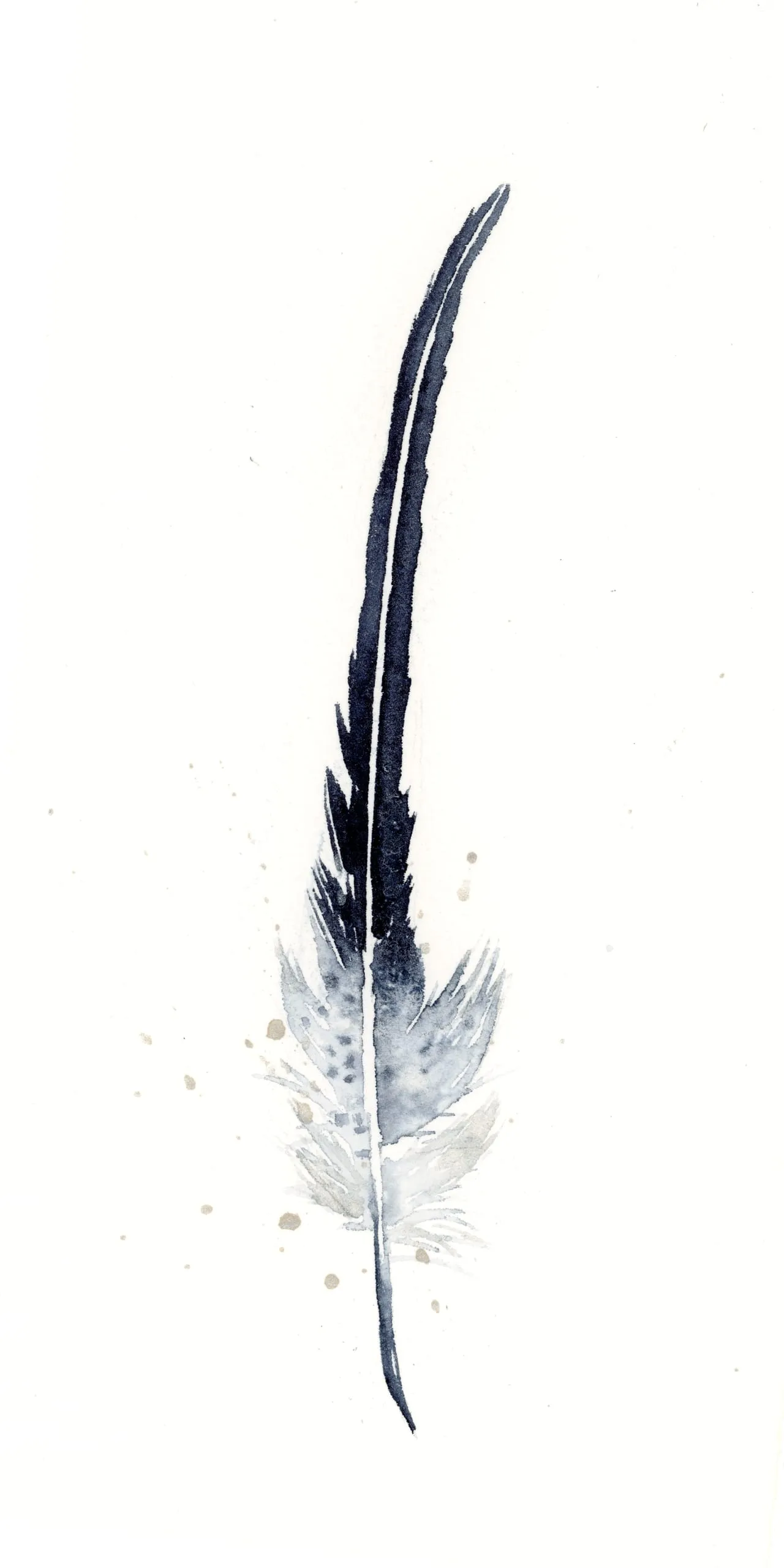 Cooper's Hawk — watercolor by Shayna Larsen