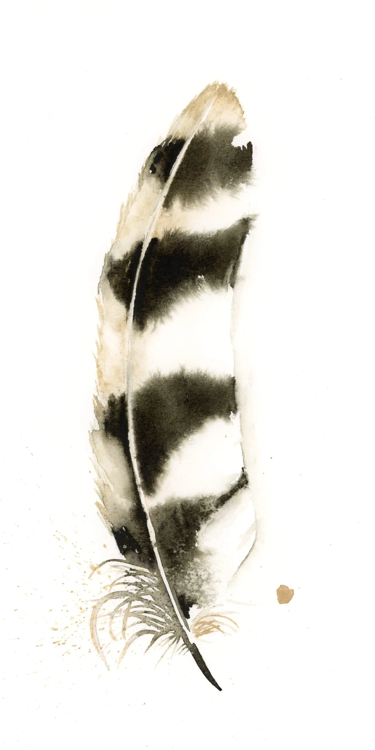 Barred Owl — watercolor by Shayna Larsen