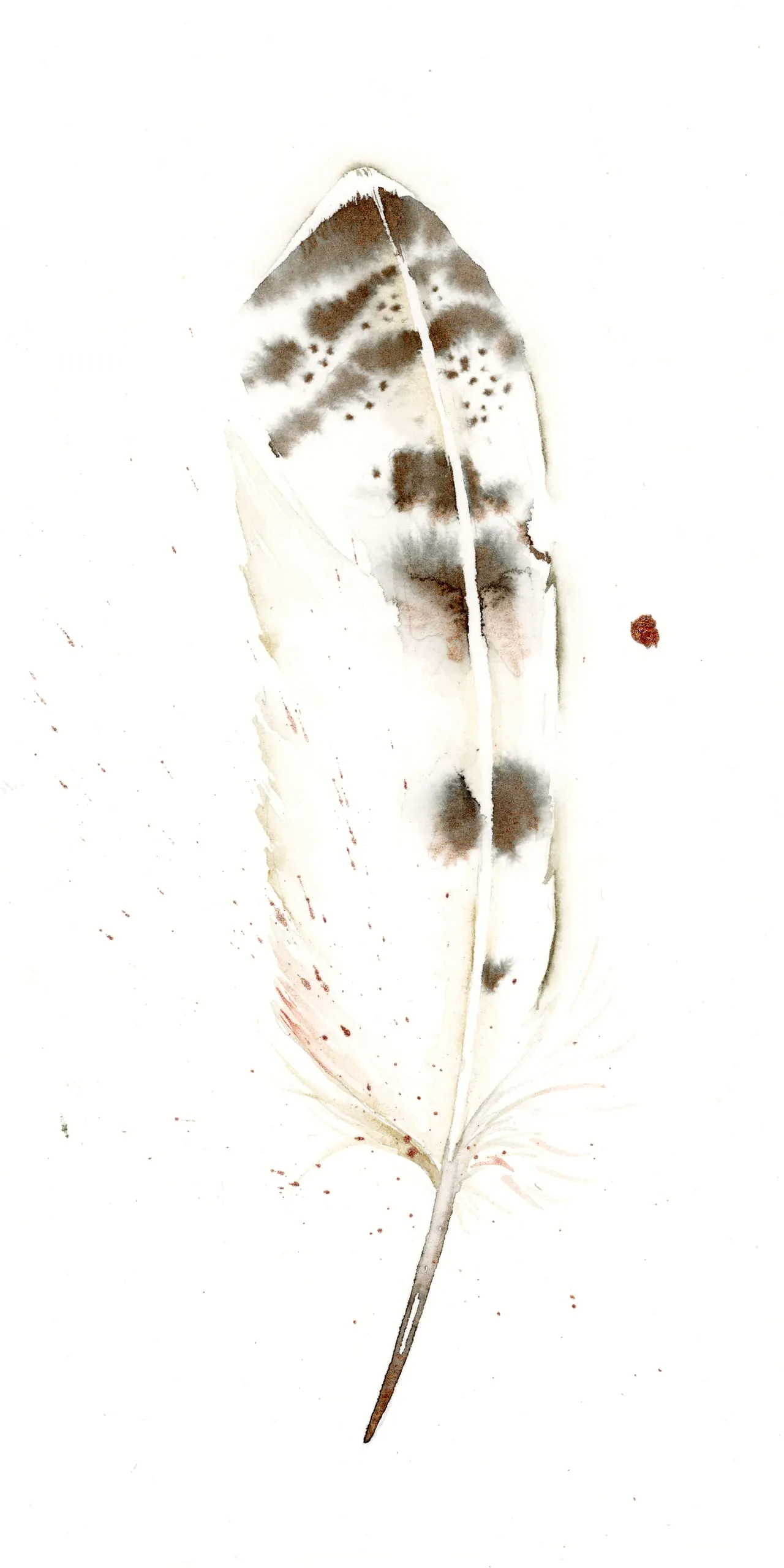 Snowy Owl — watercolor by Shayna Larsen