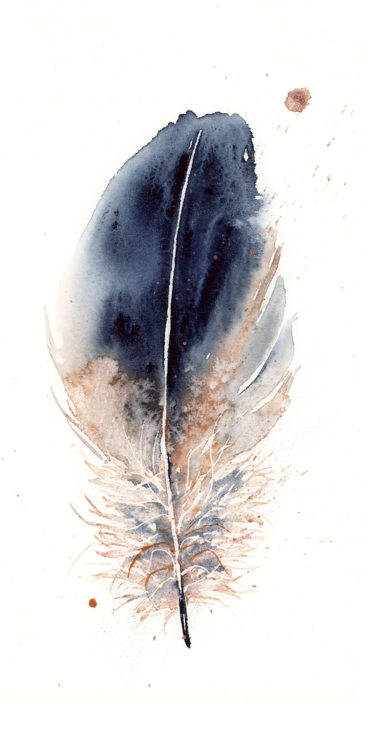 Cooper's Hawk — watercolor by Shayna Larsen