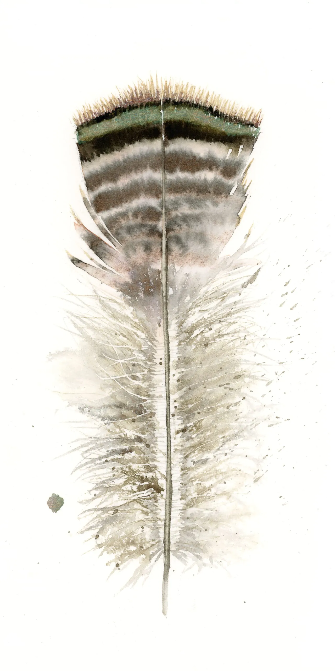 Turkey — watercolor by Shayna Larsen