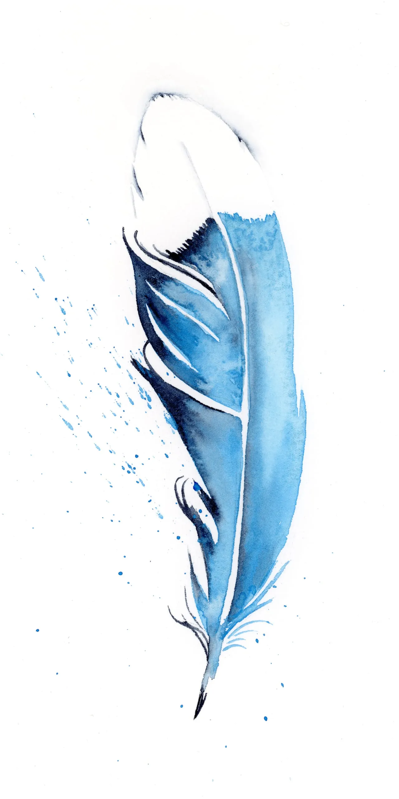 Blue Jay — watercolor by Shayna Larsen