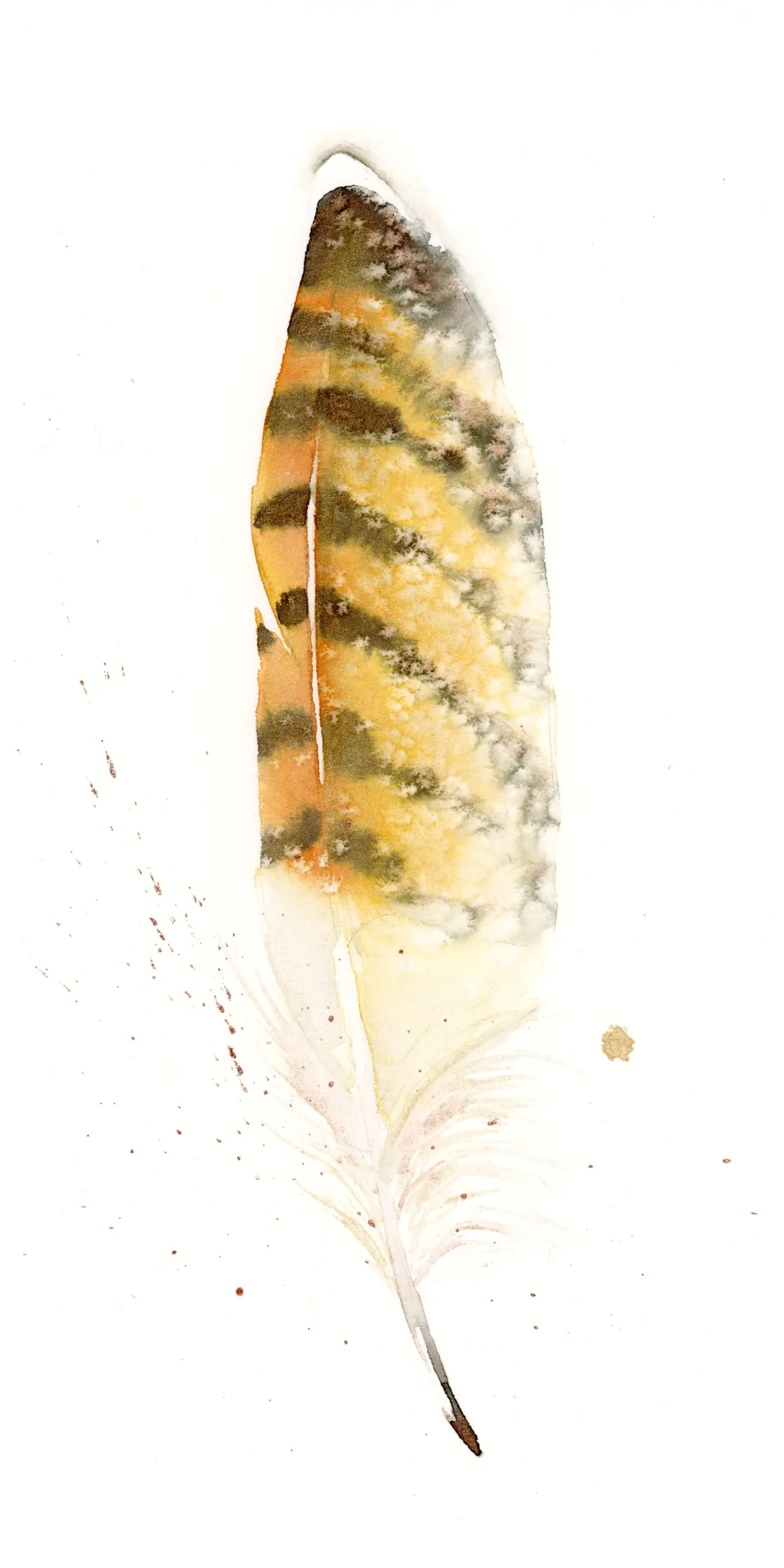 Red Tail Hawk — watercolor by Shayna Larsen