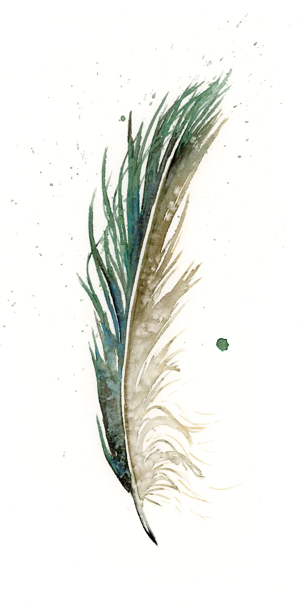 Mallard Duck — watercolor by Shayna Larsen