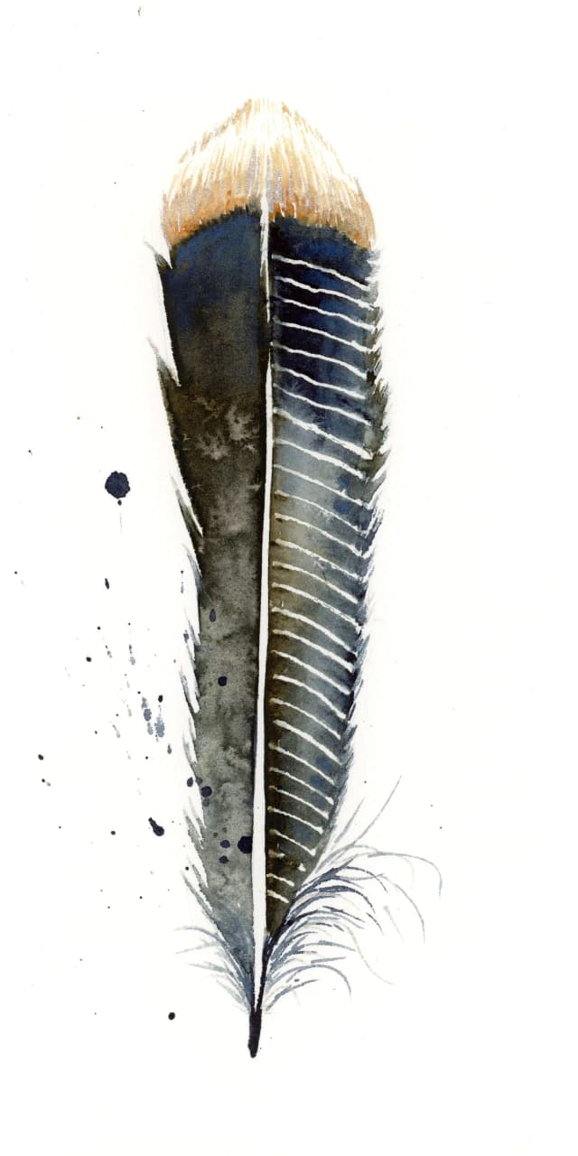 Anhinga — watercolor by Shayna Larsen